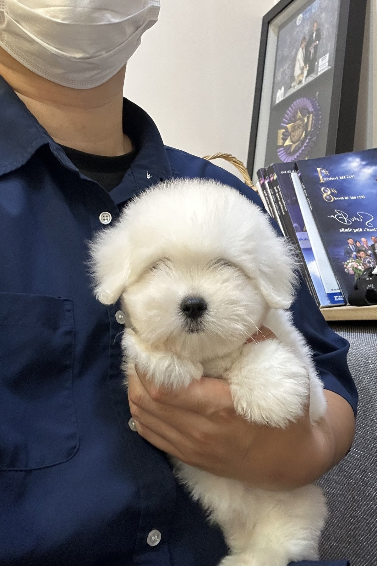 Coton de Tulear puppy Annie with a fluffy white coat