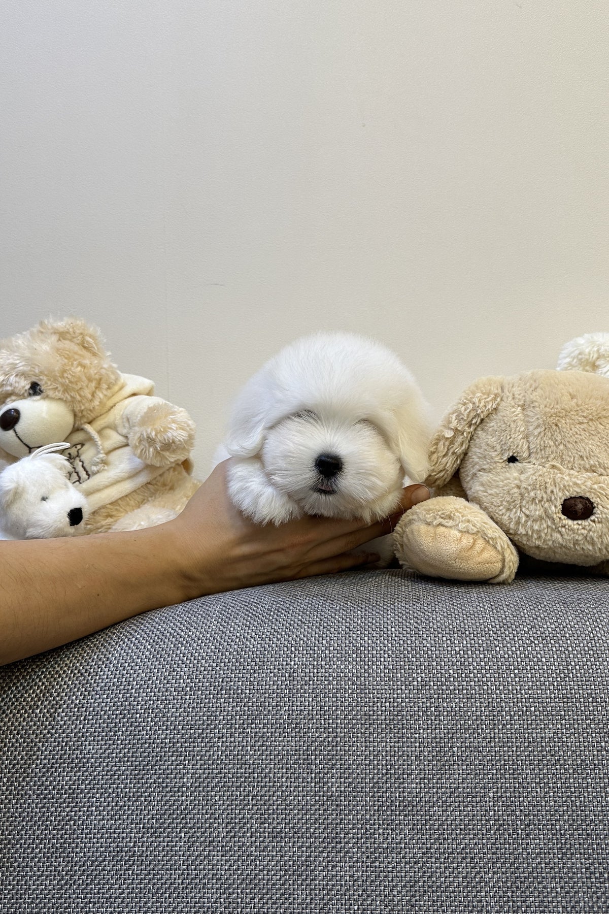 Annie the Coton de Tulear puppy with plush toys