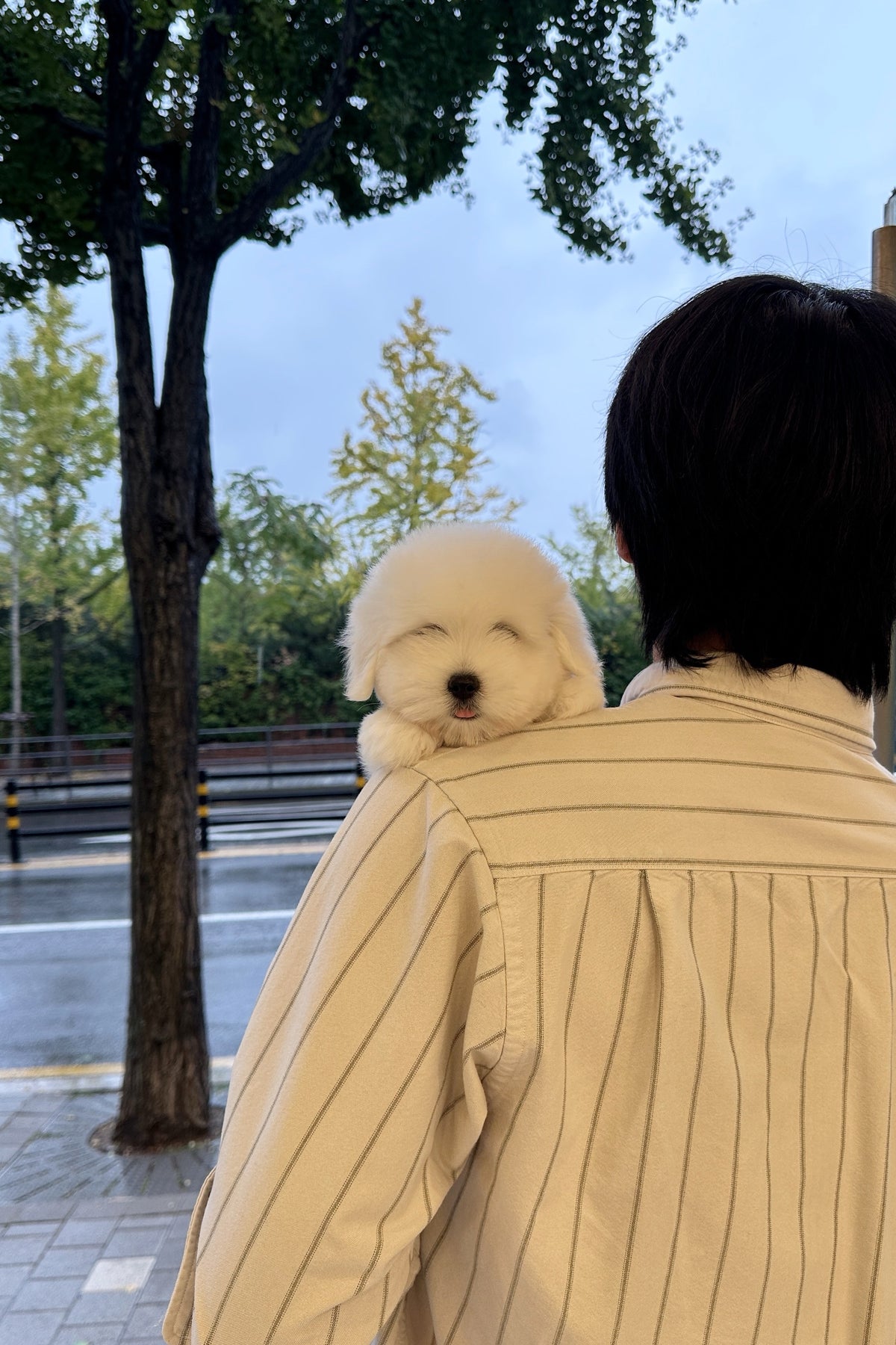 White Coton de Tulear puppy Annie on a shoulder outdoors