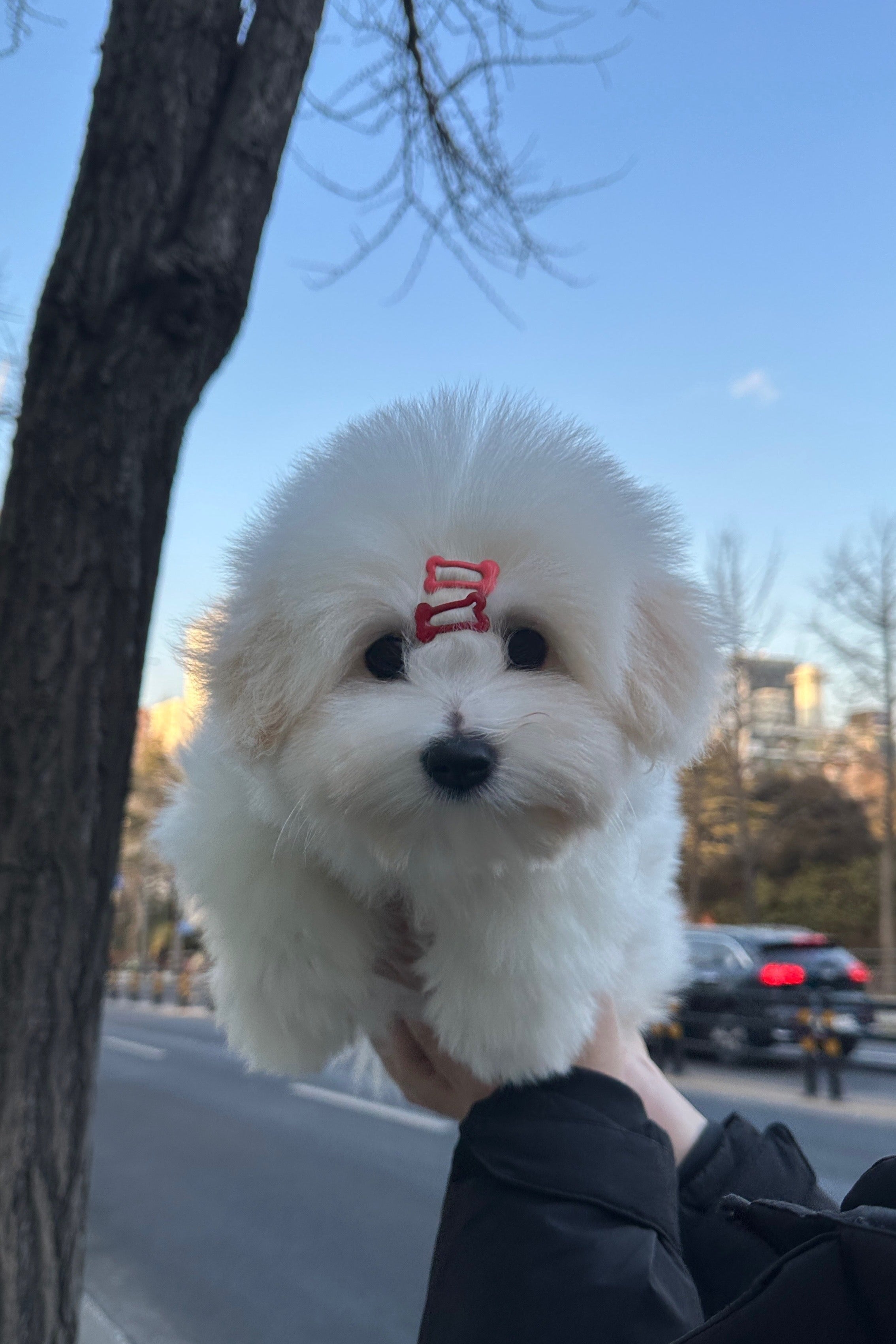 ROBIN - FEMALE (COTON DE TULEAR)