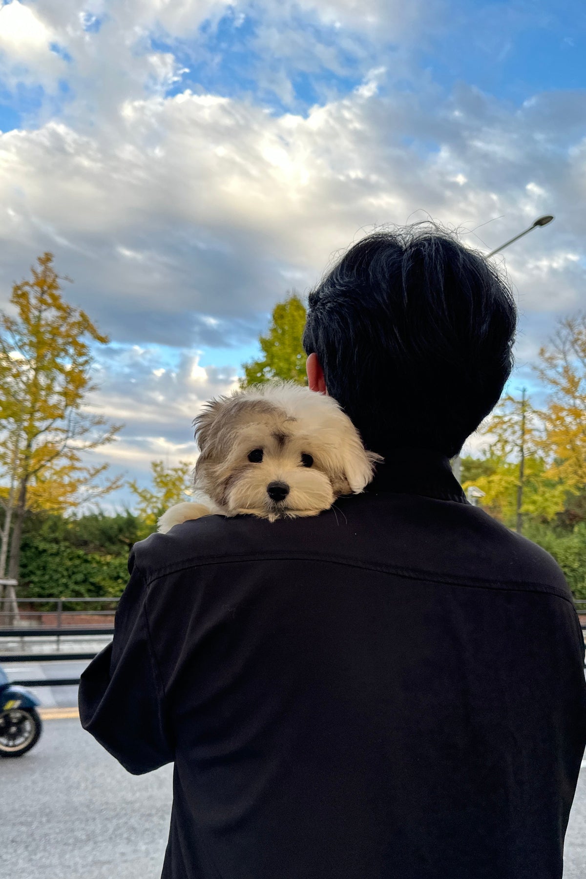 ATOM - FEMALE  (COTON DE TULEAR)