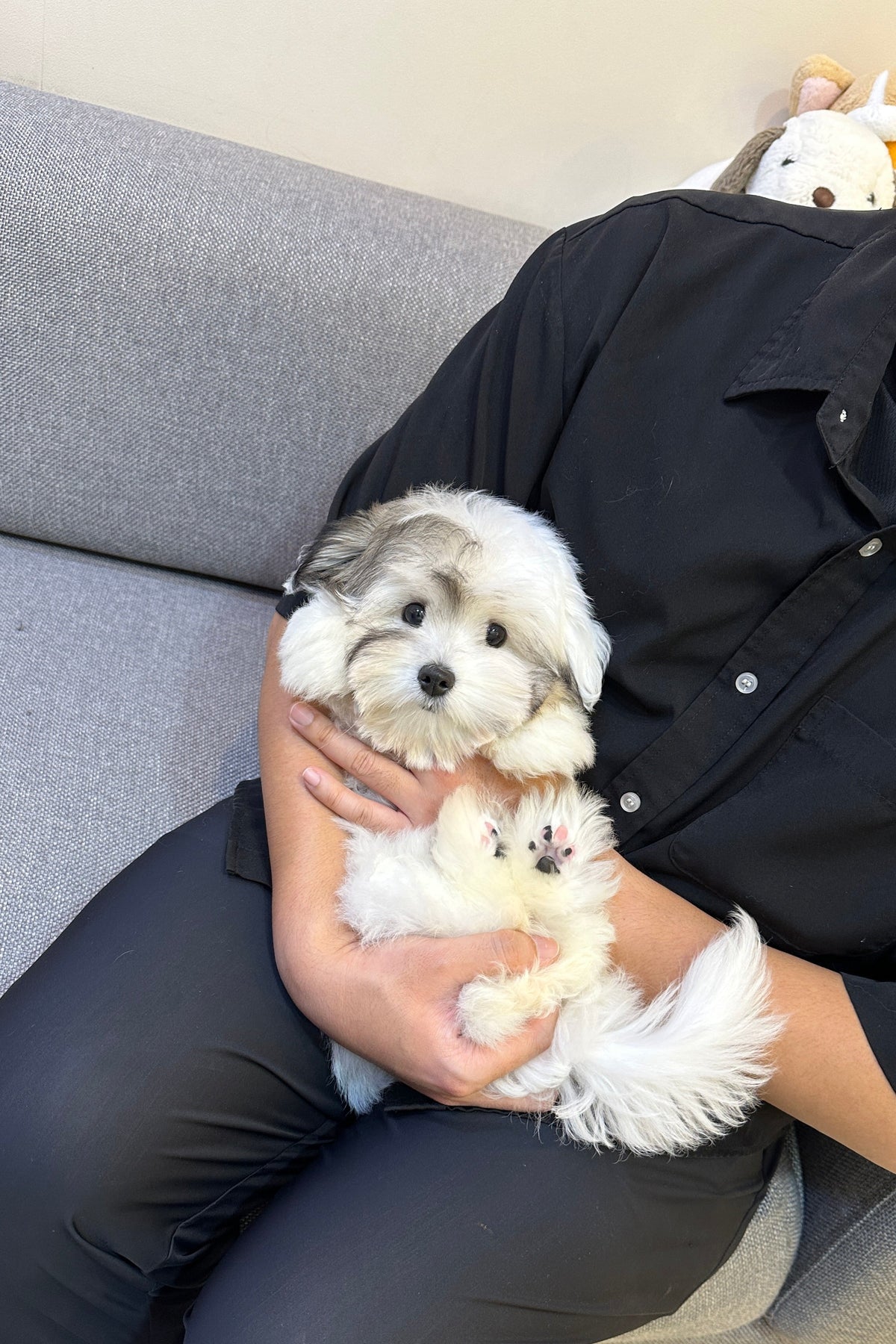 ATOM - FEMALE  (COTON DE TULEAR)