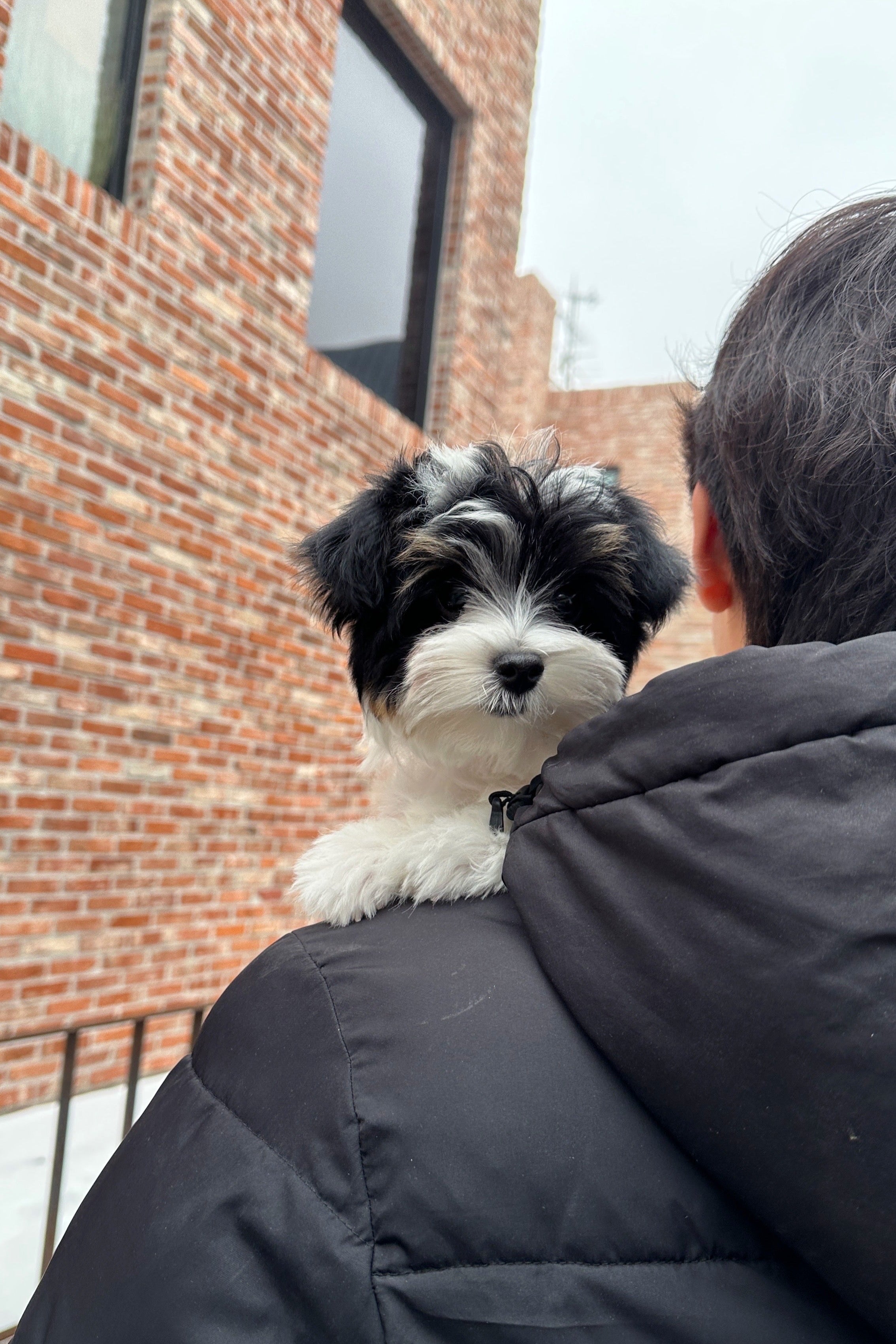 BIBI - FEMALE (BIEWER TERRIER)