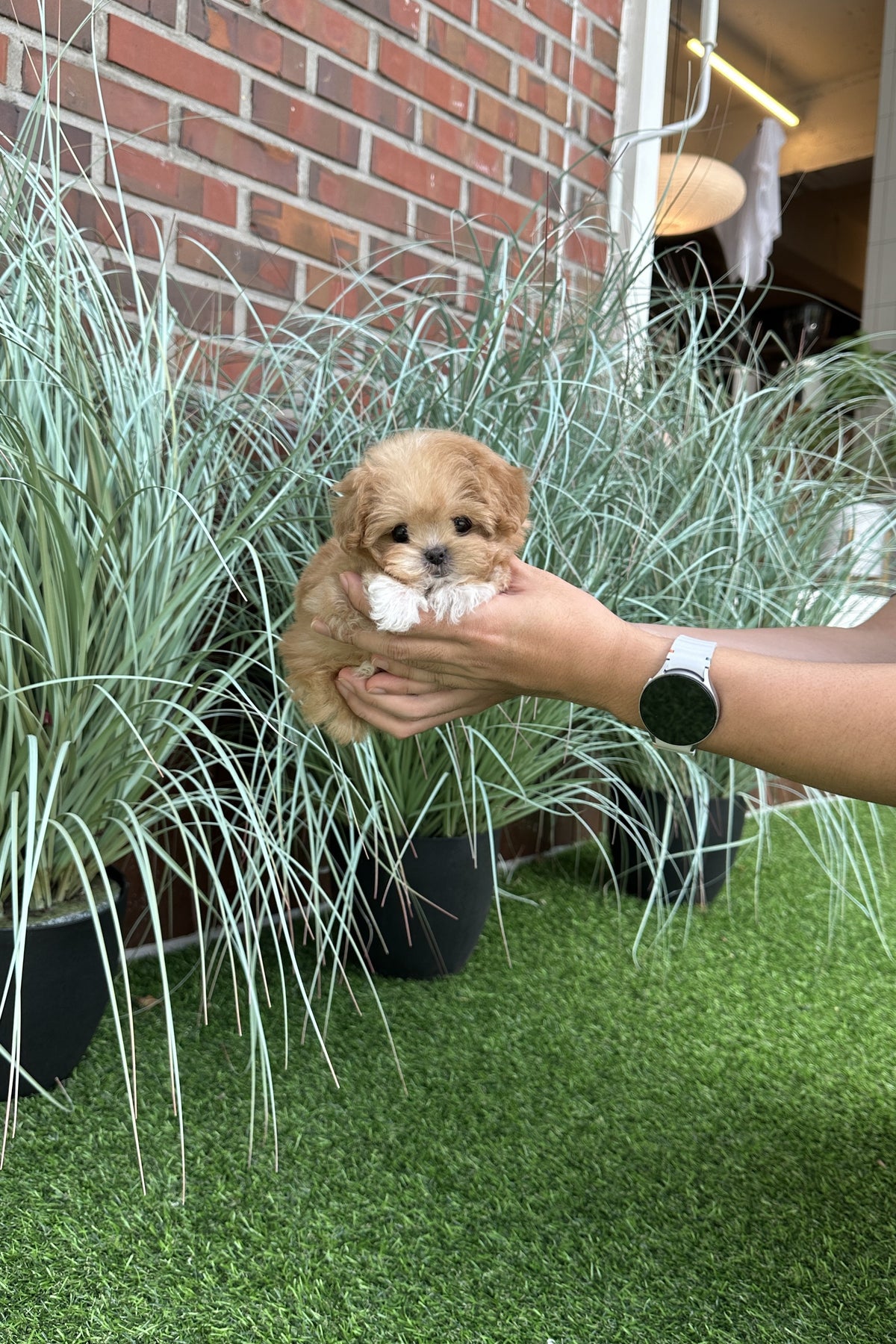 Hongsi, a small cream parti teacup maltipoo puppy with a gentle personality
