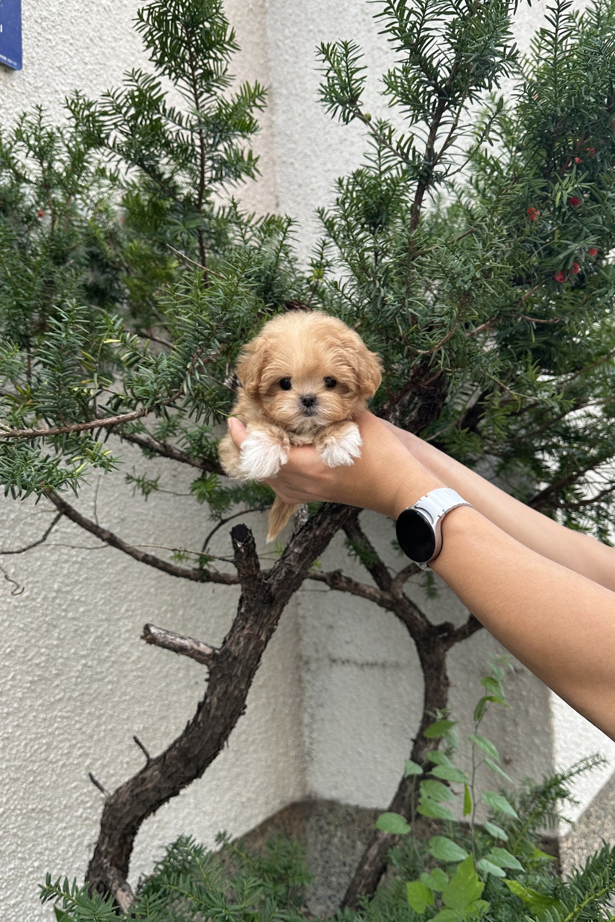 Hongsi teacup maltipoo female puppy, cream parti coat