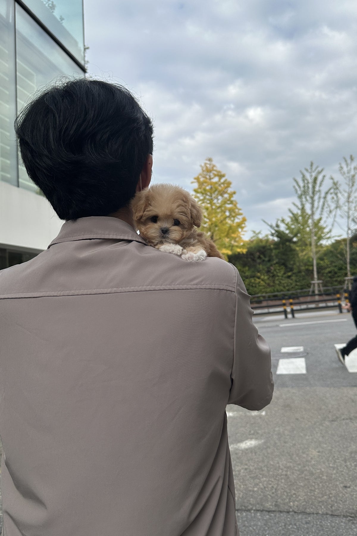 Tiny teacup maltipoo Hongsi held on a shoulder, showing her small size