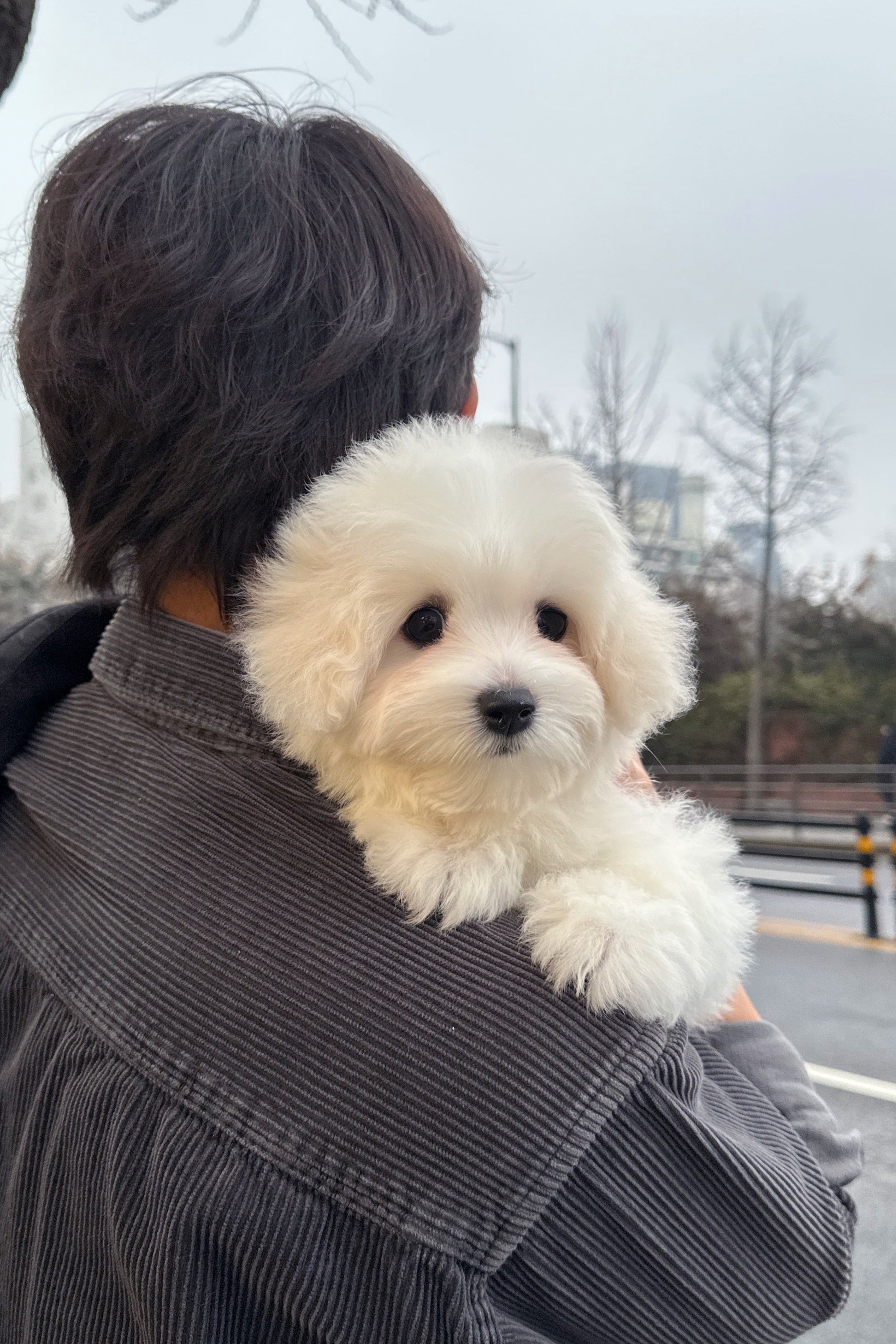 PURIN - FEMALE (COTON DE TULEAR)