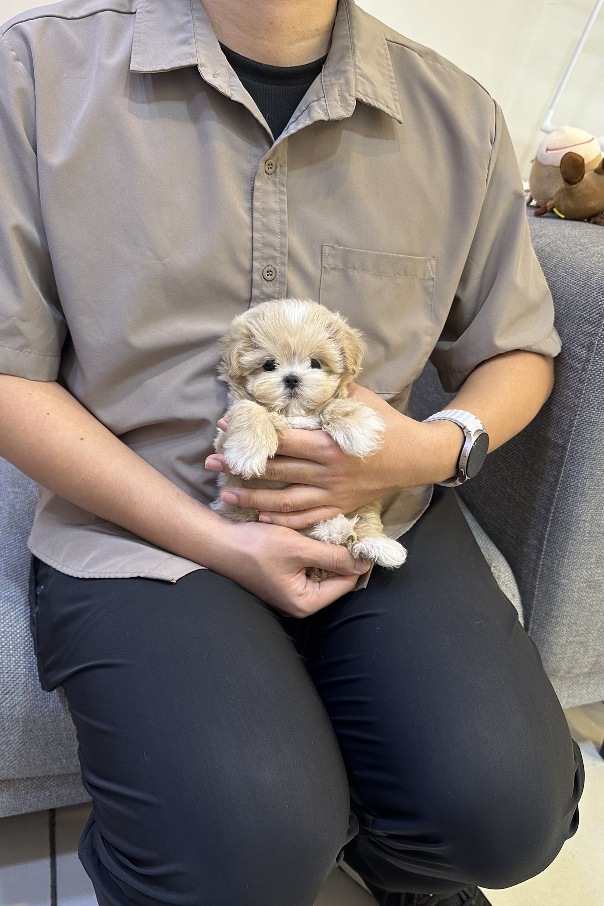 Nia teacup maltipoo female puppy held in arms