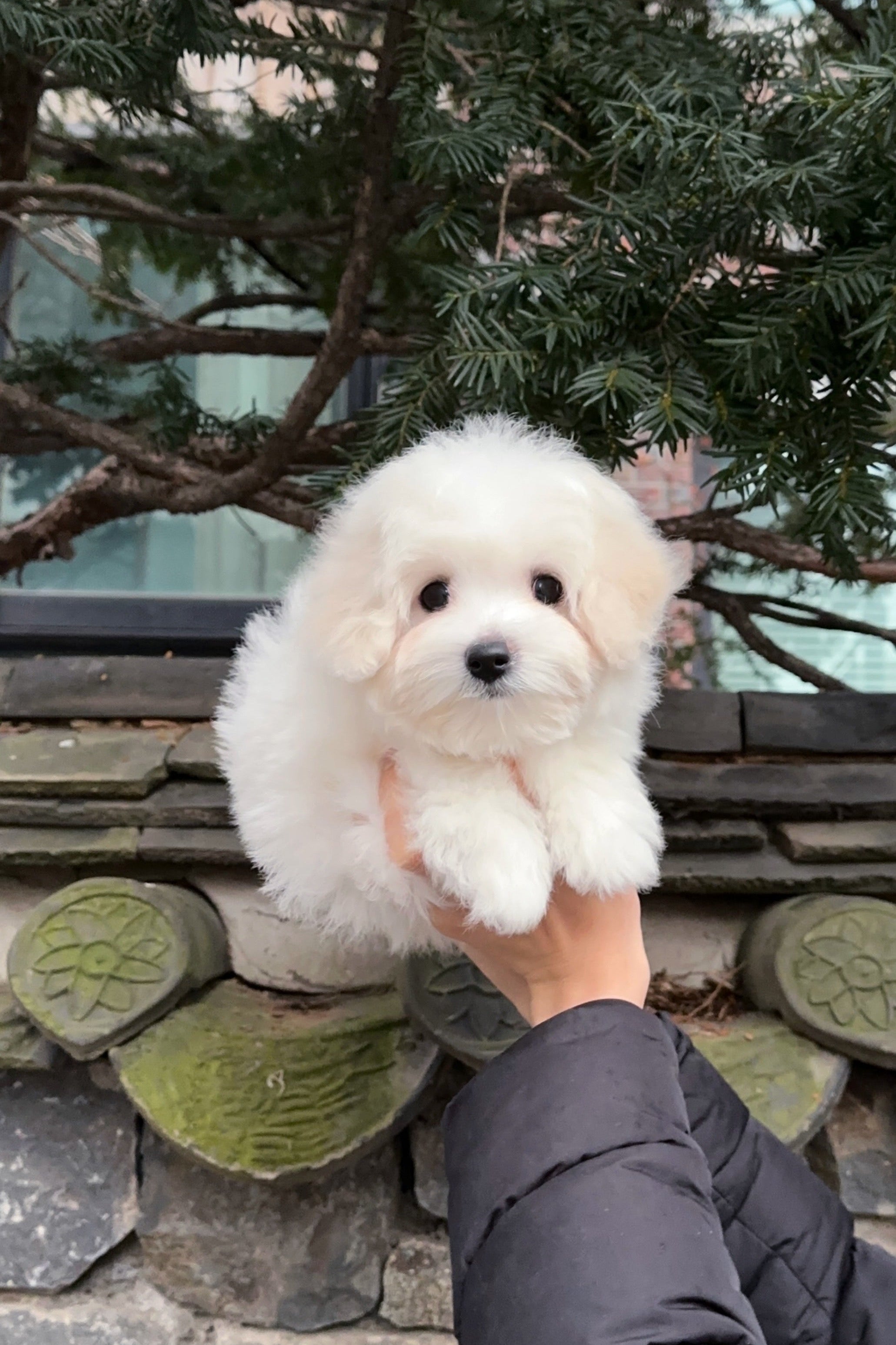 PURIN - FEMALE (COTON DE TULEAR)