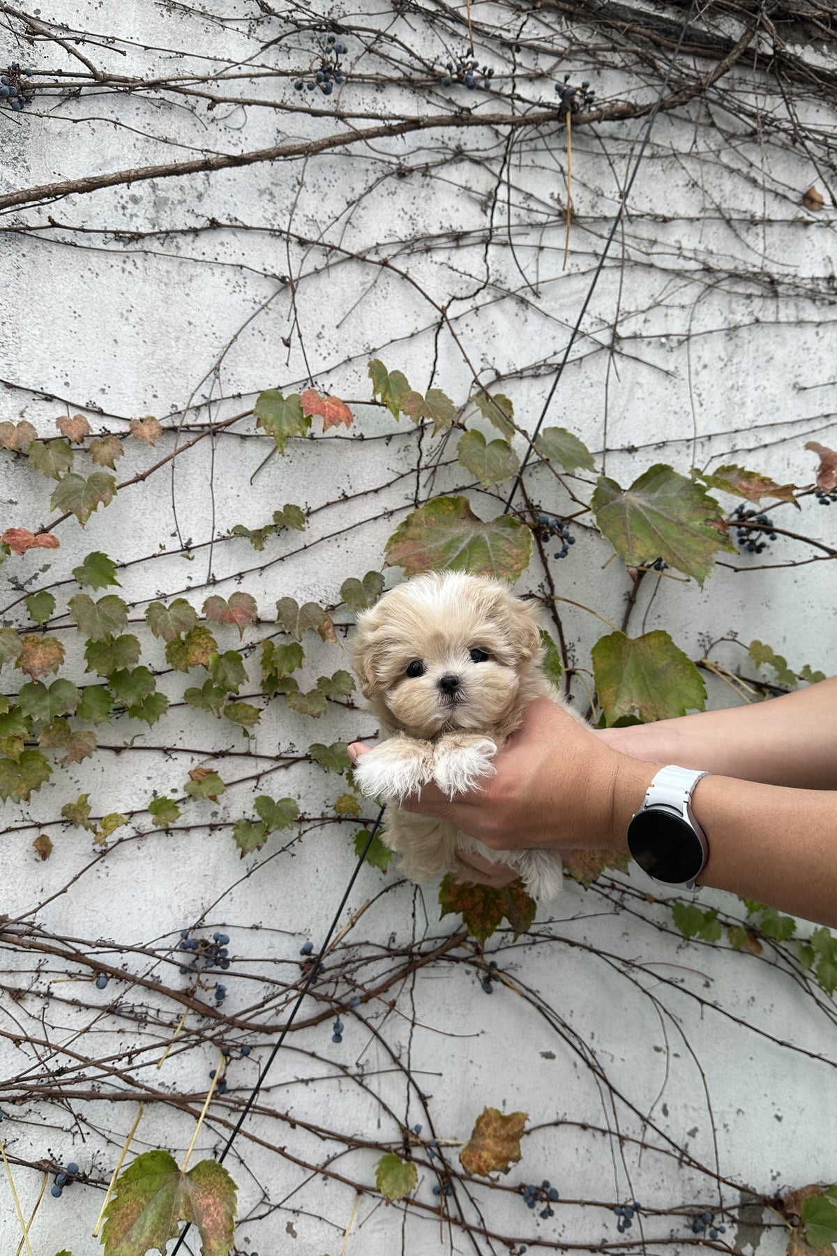 Cream parti teacup maltipoo Nia in front of an ivy wall