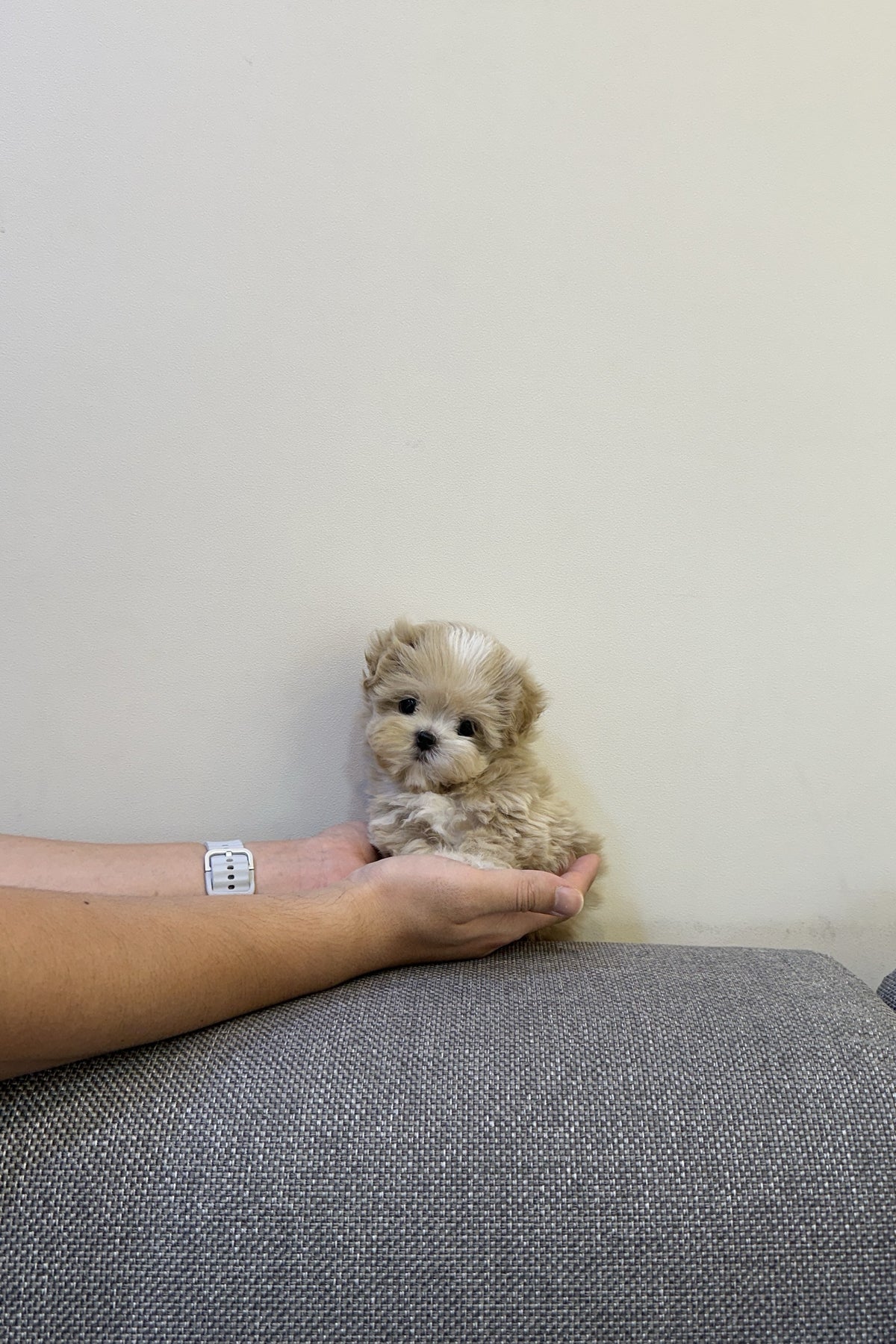 Tiny teacup maltipoo Nia sitting in a palm, showing her small size