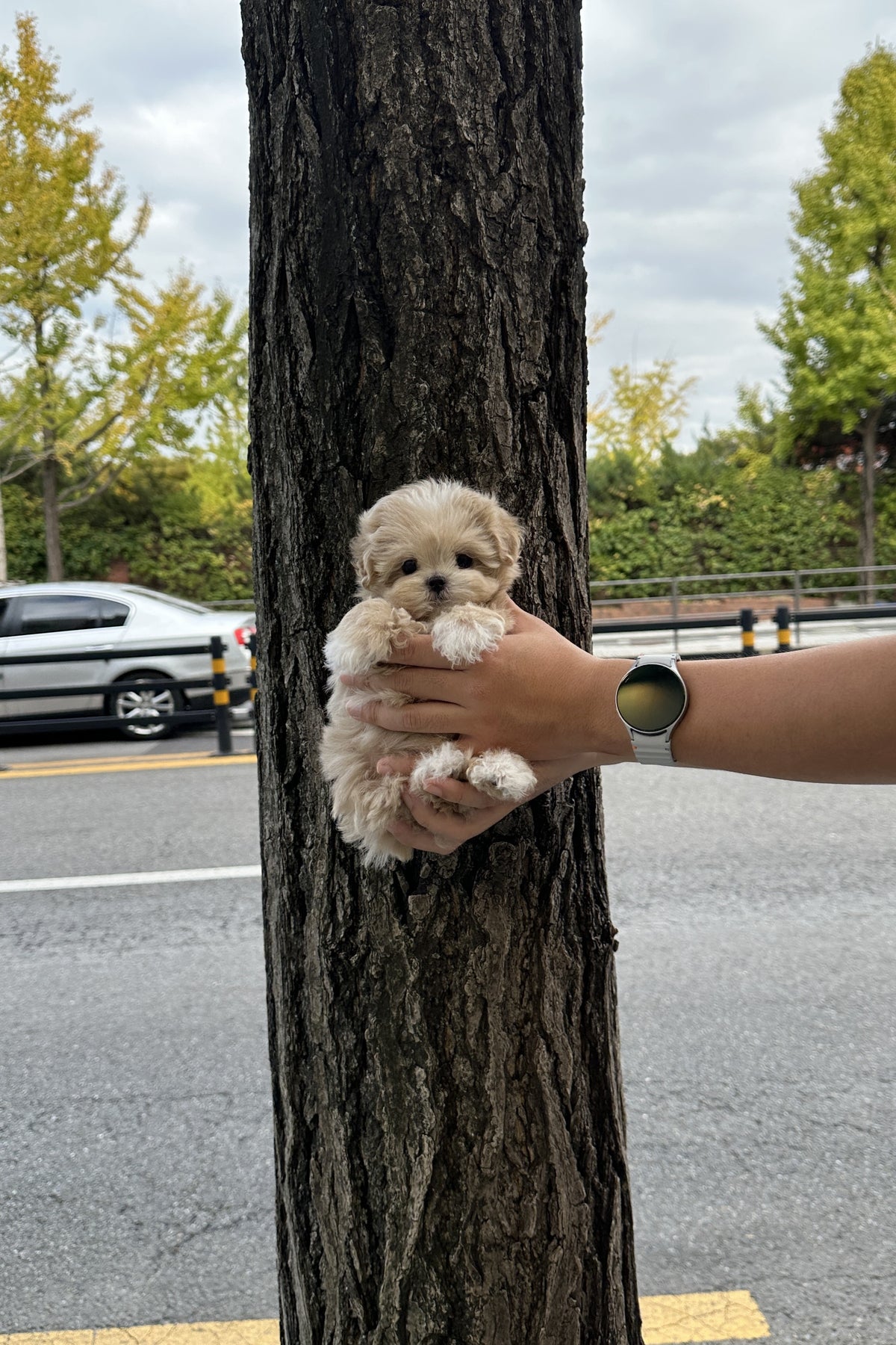 Small maltipoo puppy Nia held outdoors