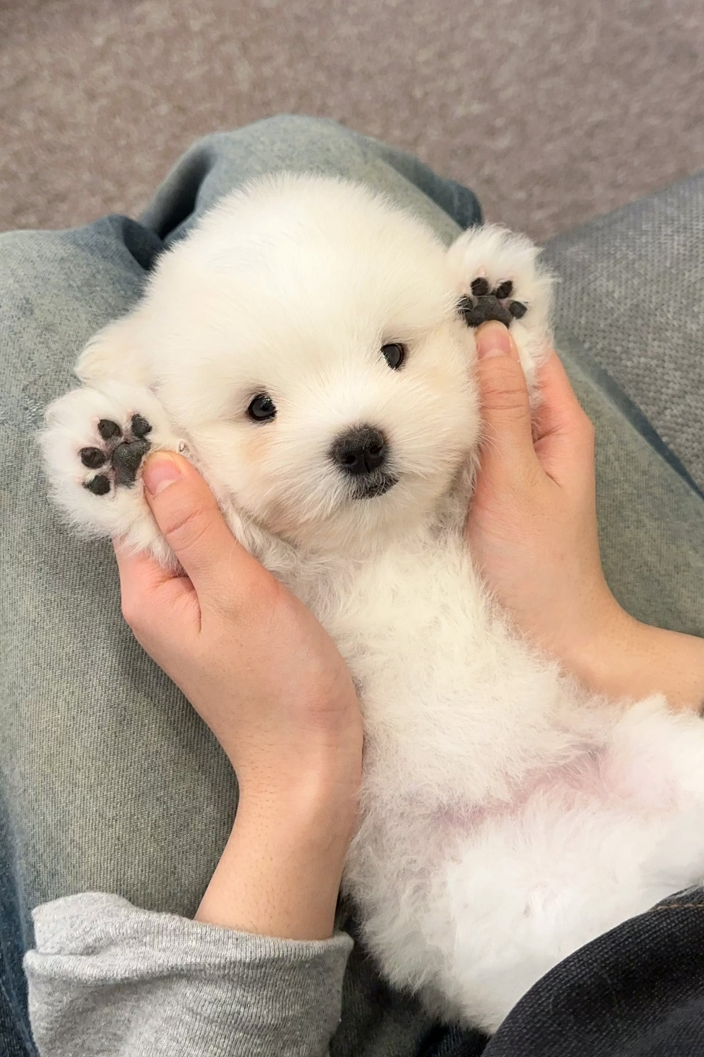 DITTO - FEMALE (COTON DE TULEAR)