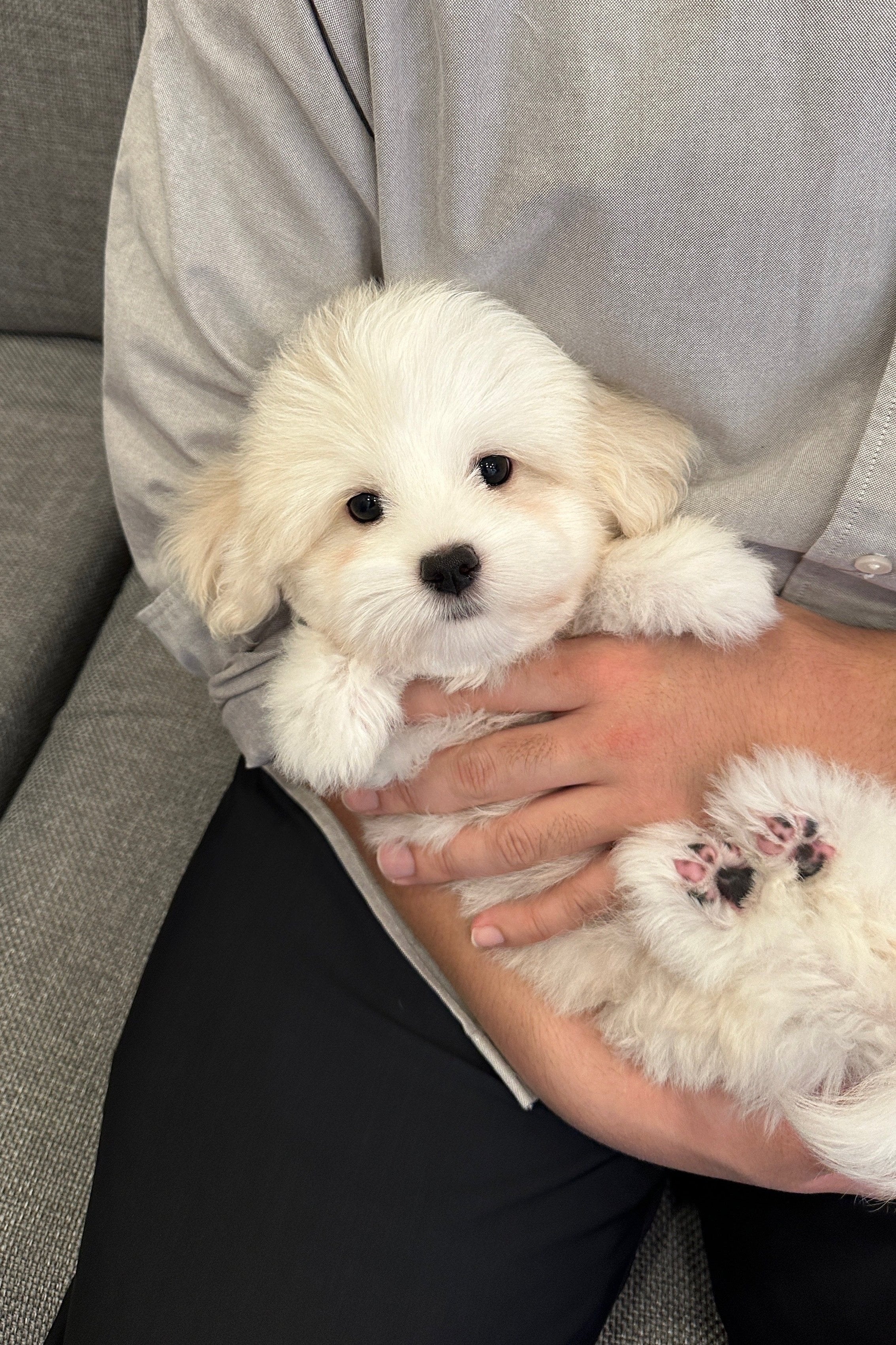 CHOPPER - MALE (COTON DE TULEAR)