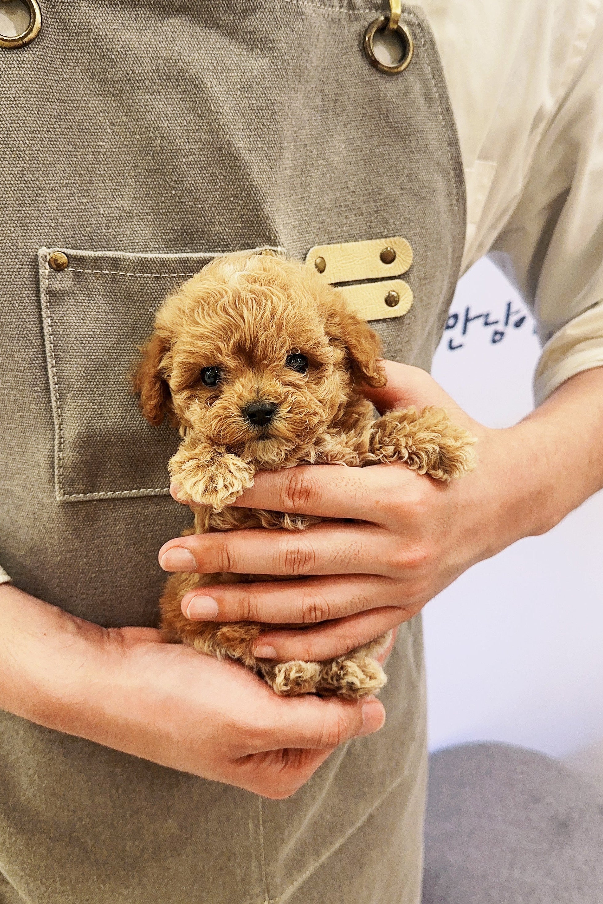 MADELINE - FEMALE (TEACUP POODLE)