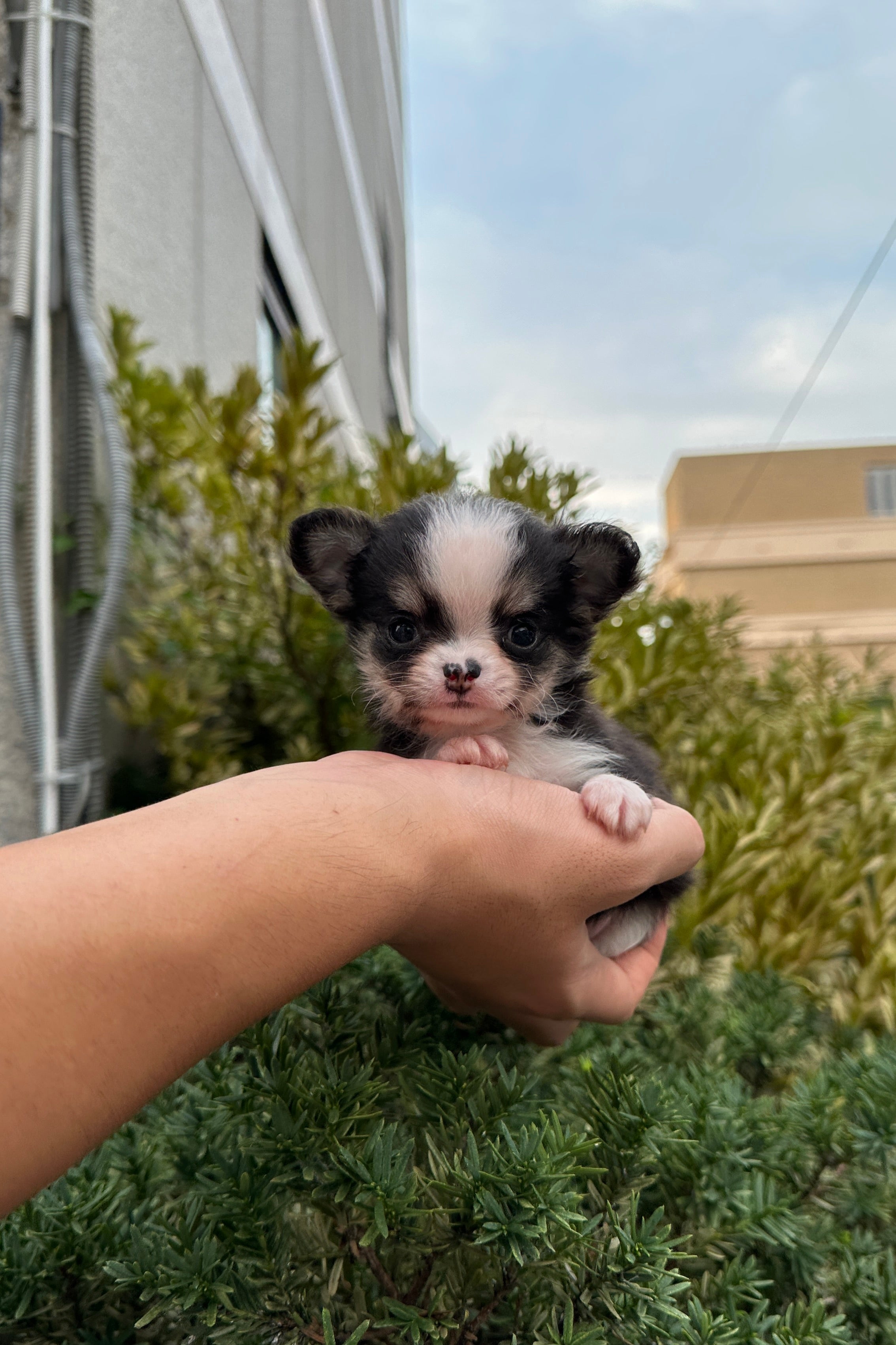 BUZZ - MALE (CHIHUAHUA)