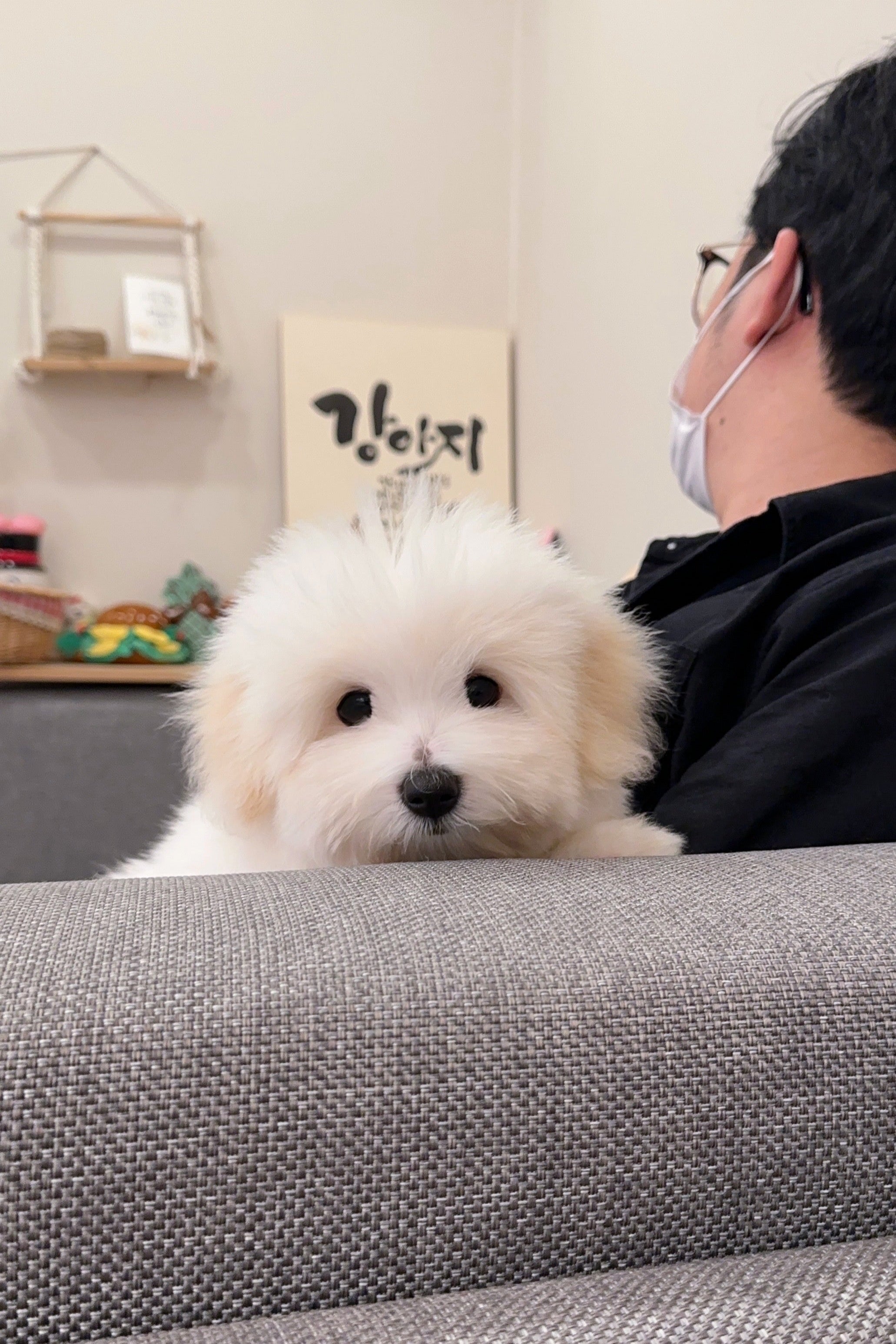 ROBIN - FEMALE (COTON DE TULEAR)