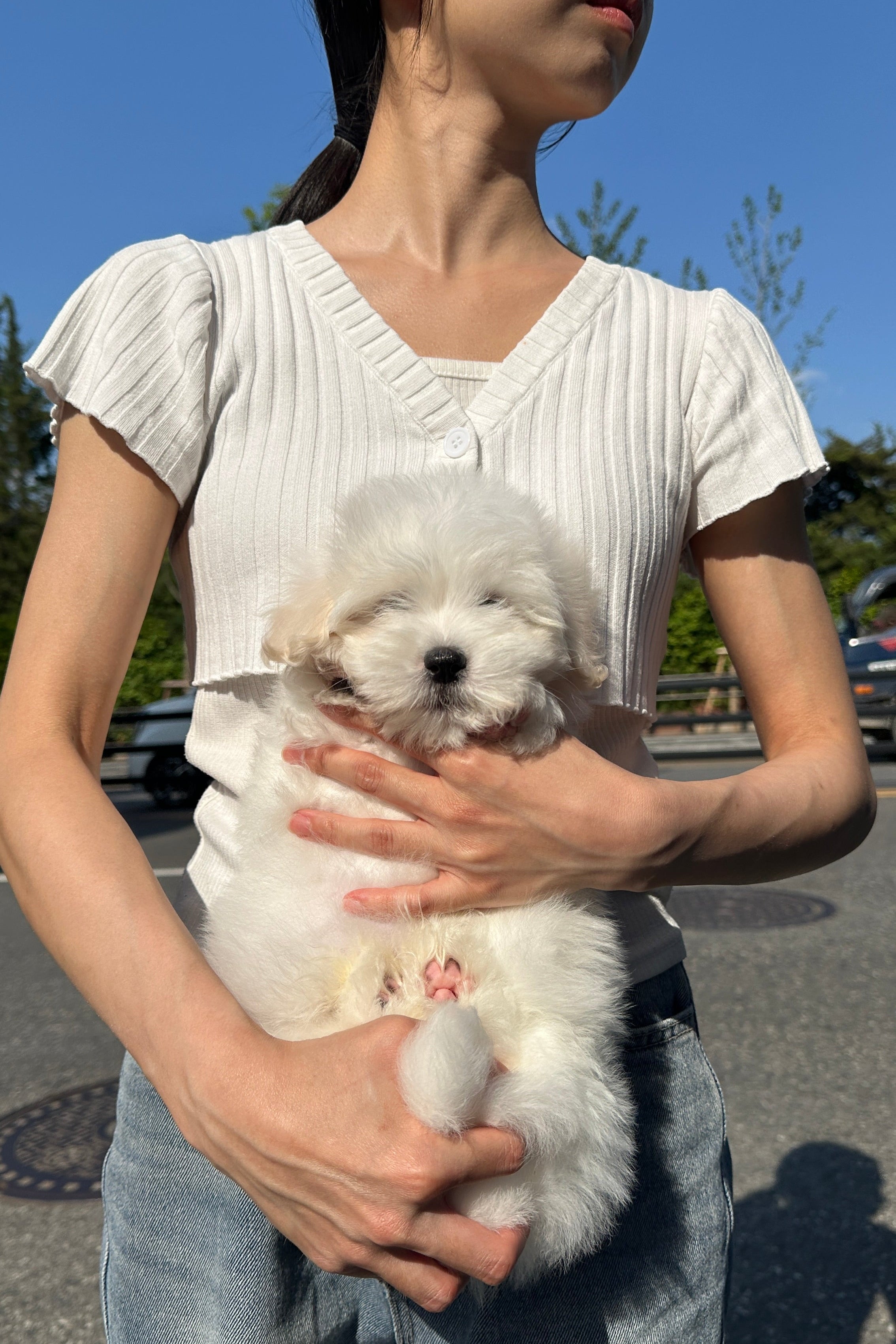 POLLY - MALE (COTON DE TULEAR)