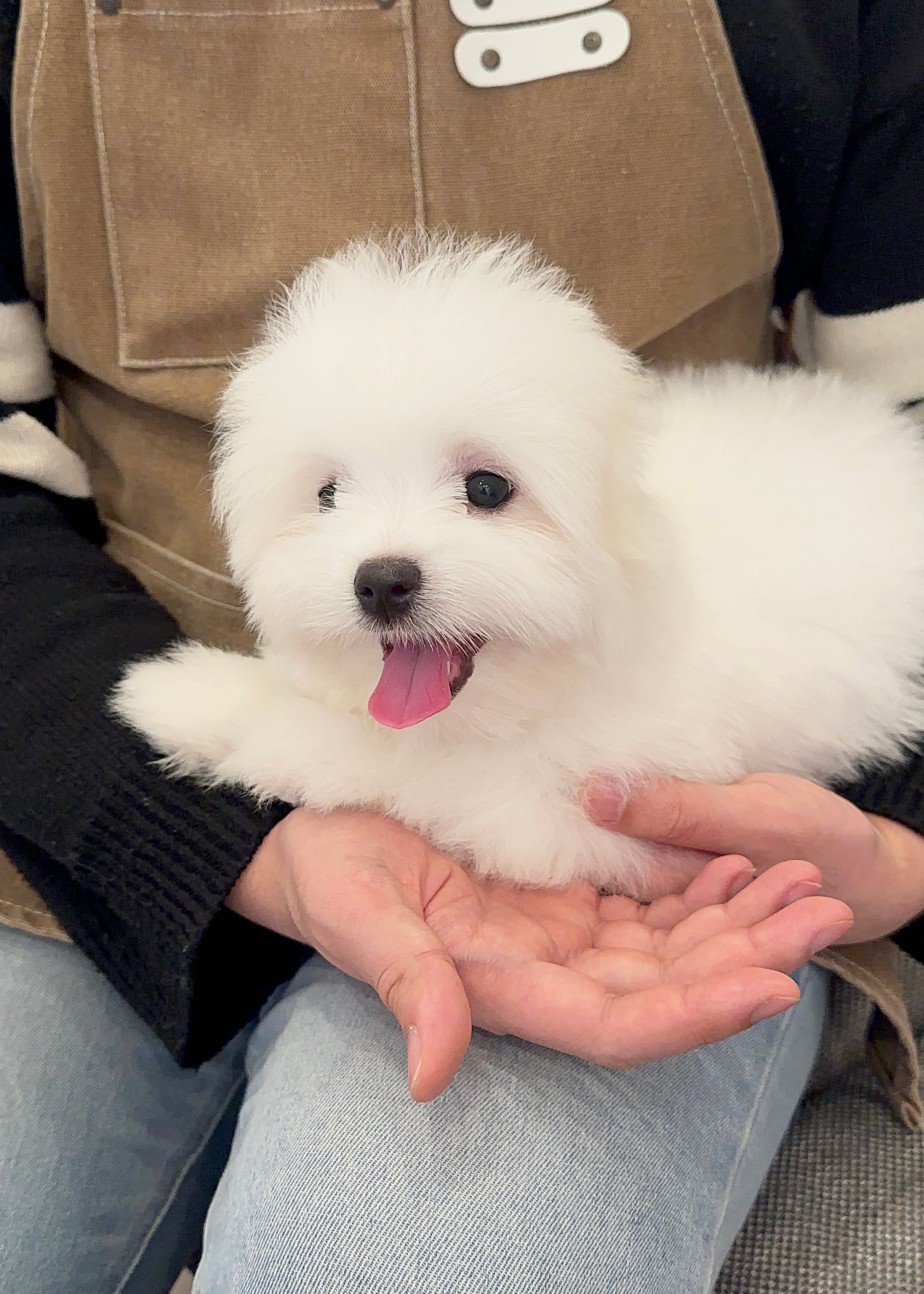 DOUGLAS - MALE (COTON DE TULEAR)