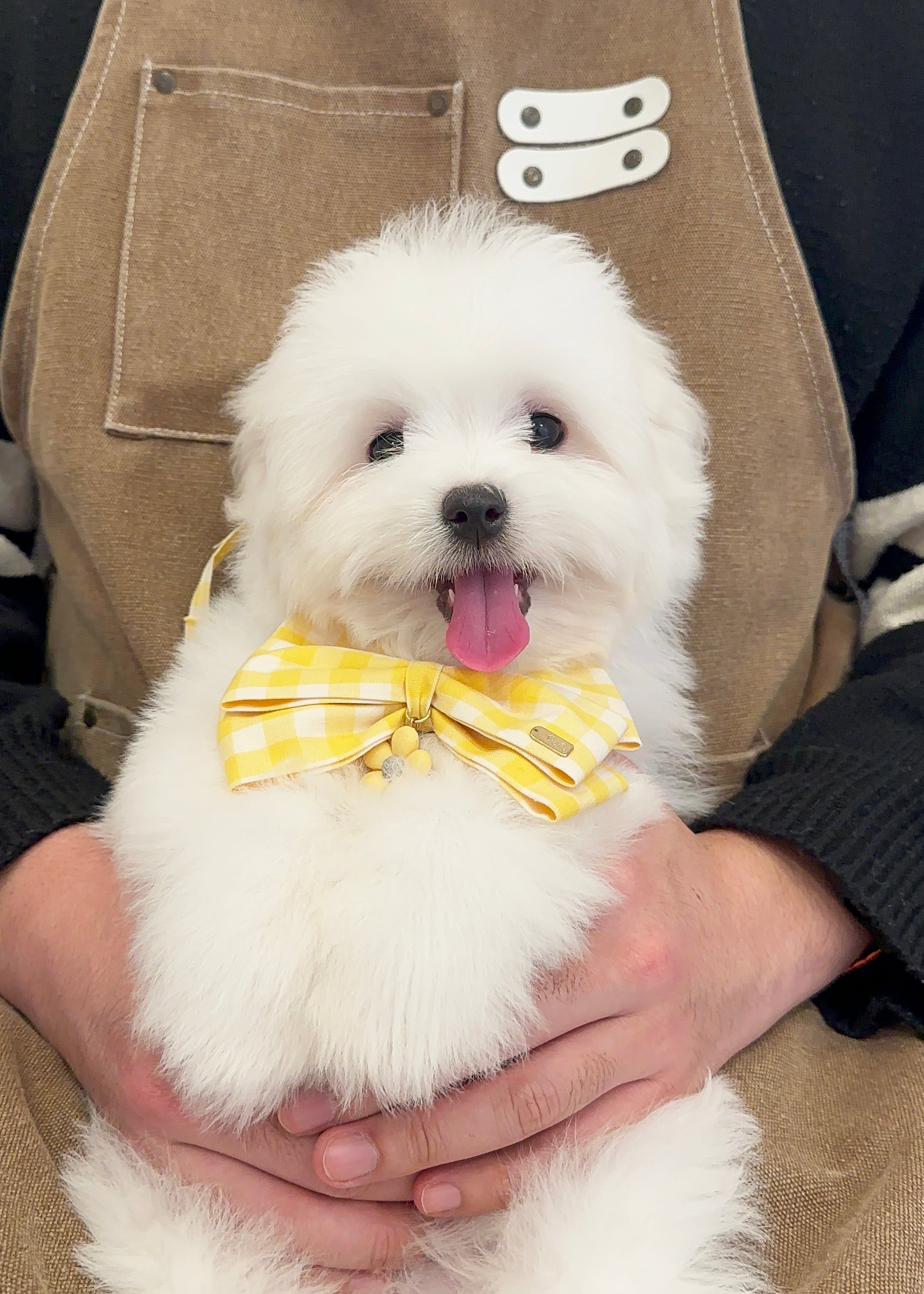 DOUGLAS - MALE (COTON DE TULEAR)