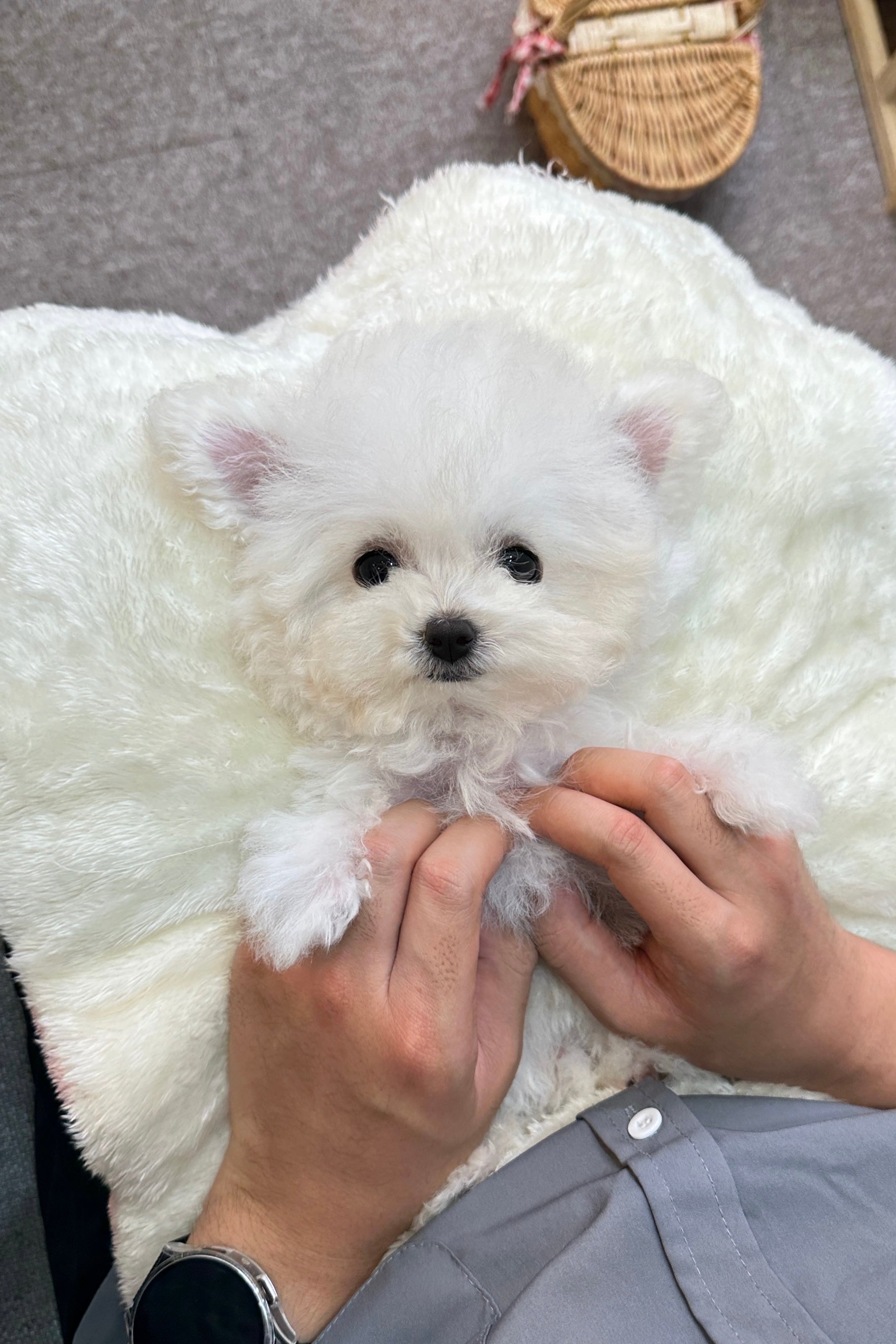DURU - MALE (MINI BICHON FRISE)