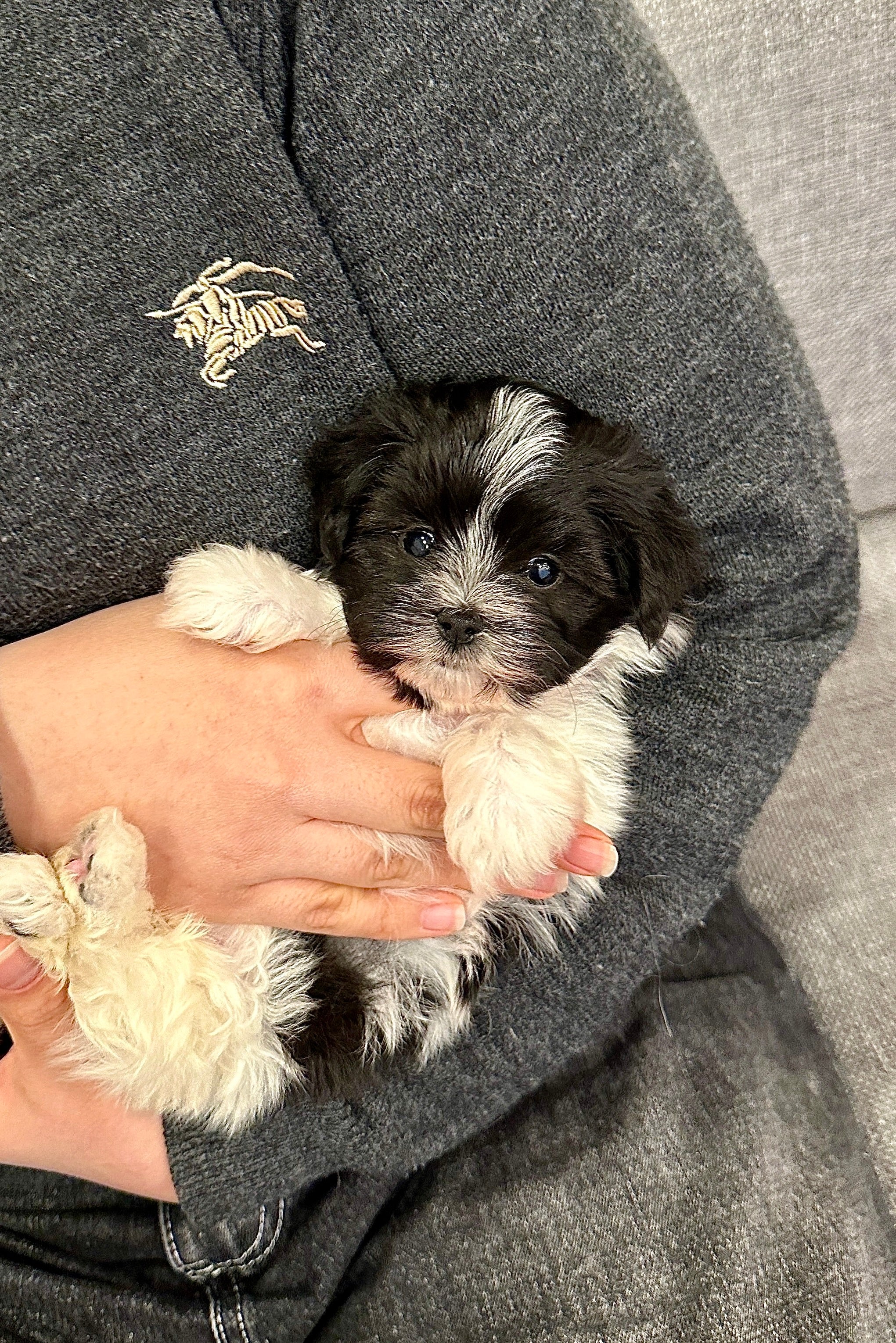 BERT - MALE (MALTIPOO)