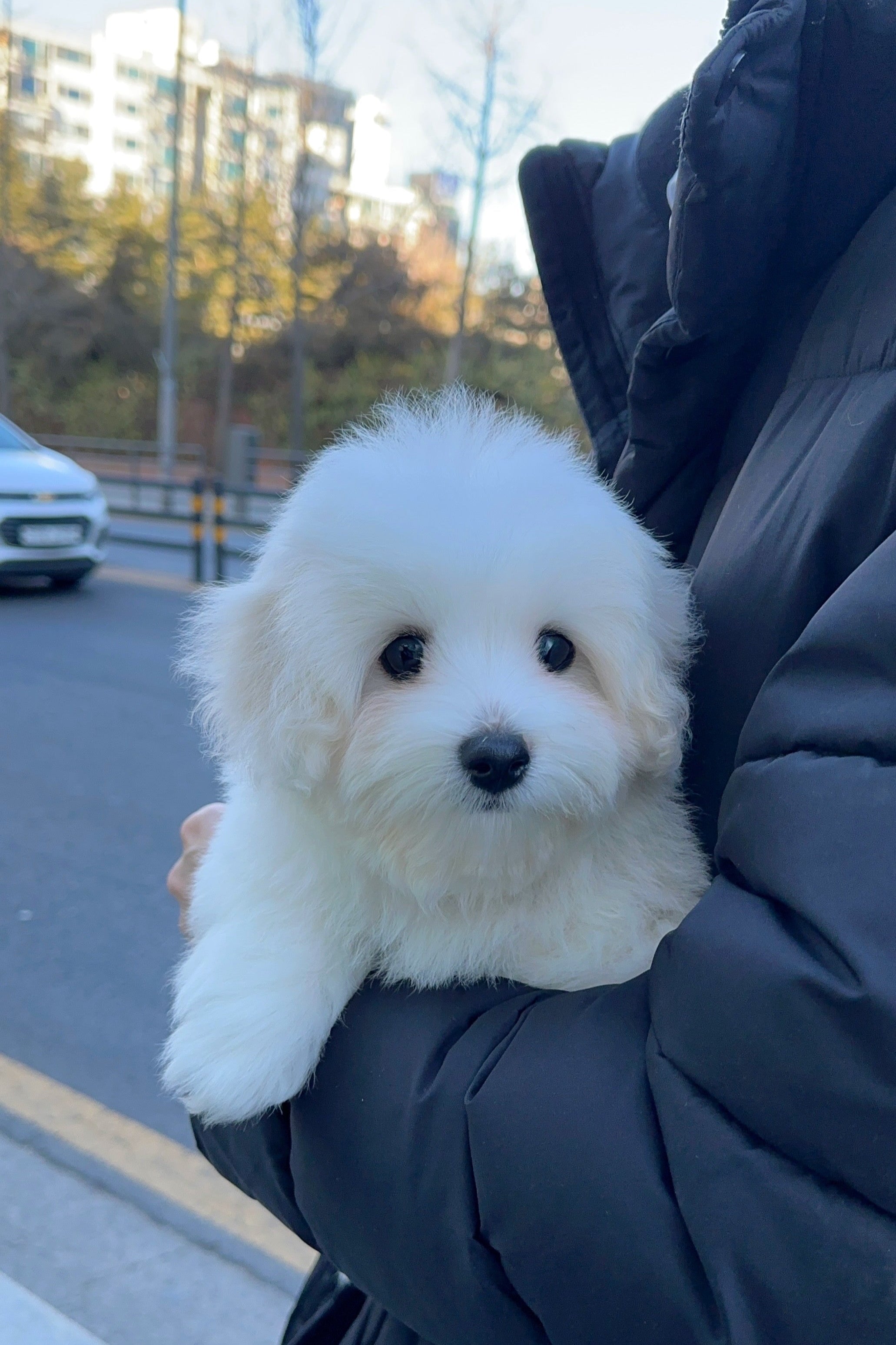 PURIN - FEMALE (COTON DE TULEAR)