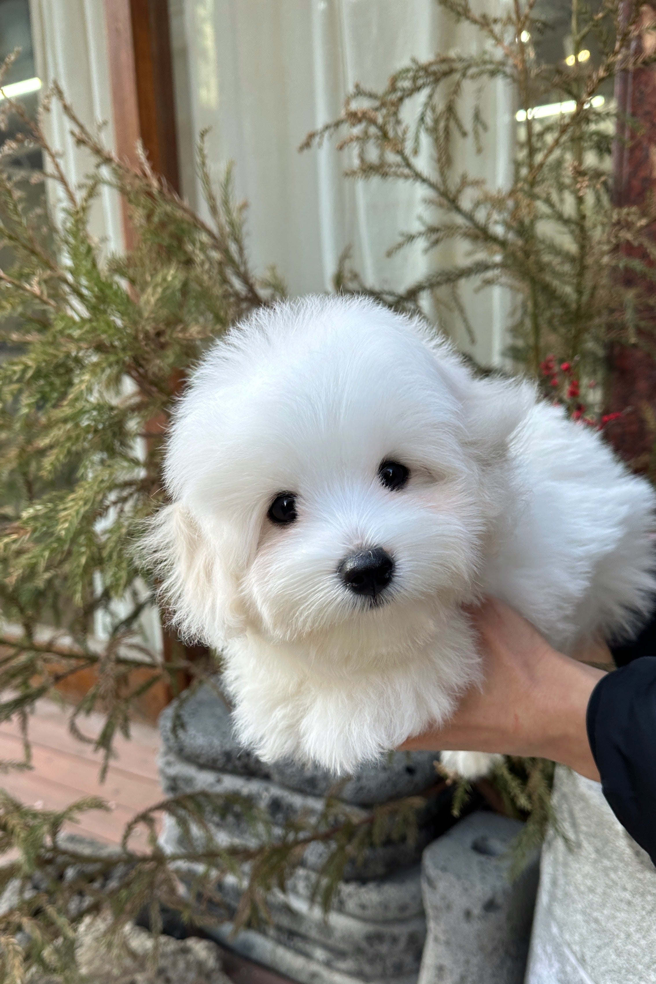 PURIN - FEMALE (COTON DE TULEAR)