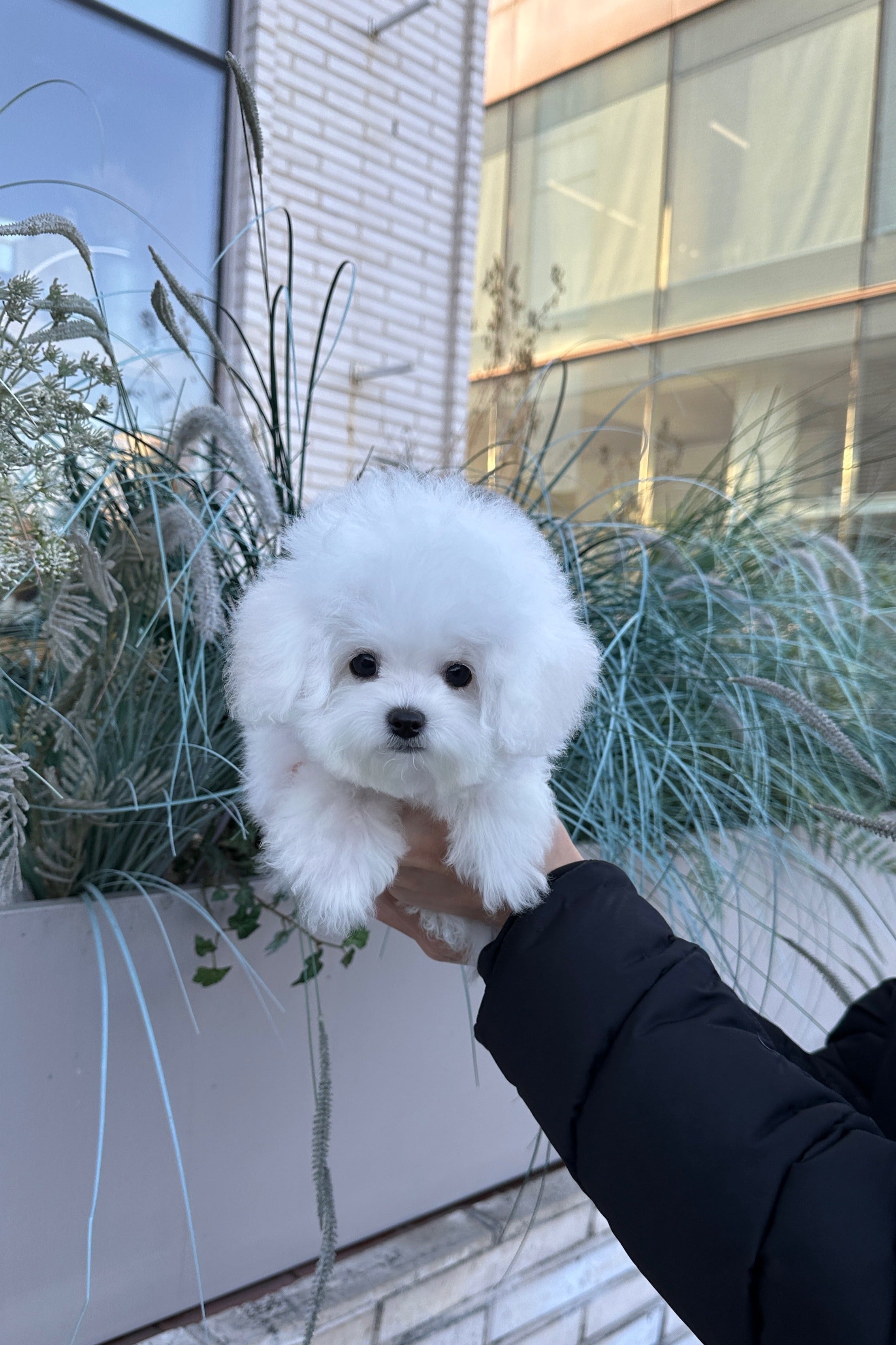 SULBING - MALE (MINI BICHON FRISE)