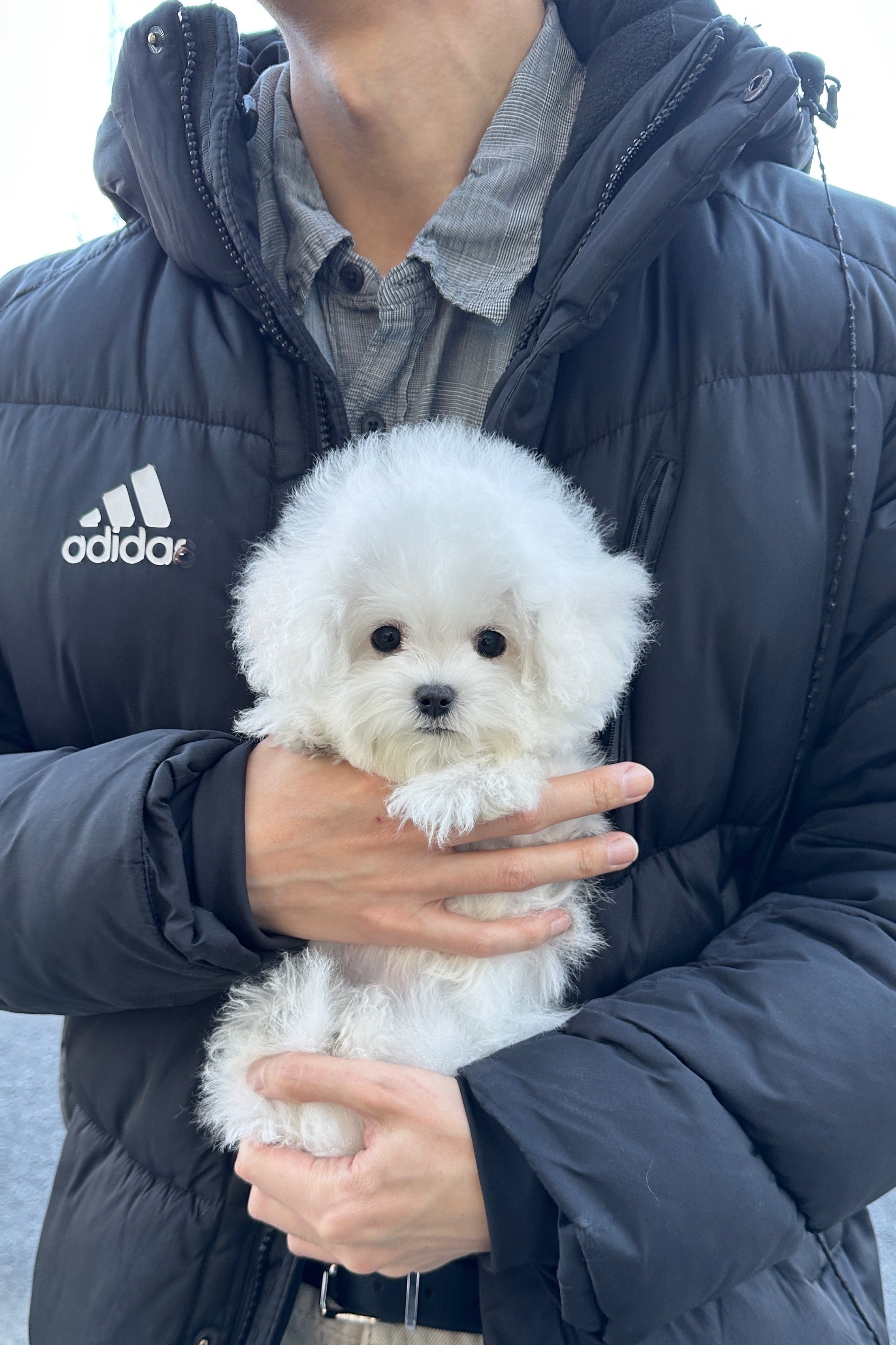 SULBING - MALE (MINI BICHON FRISE)