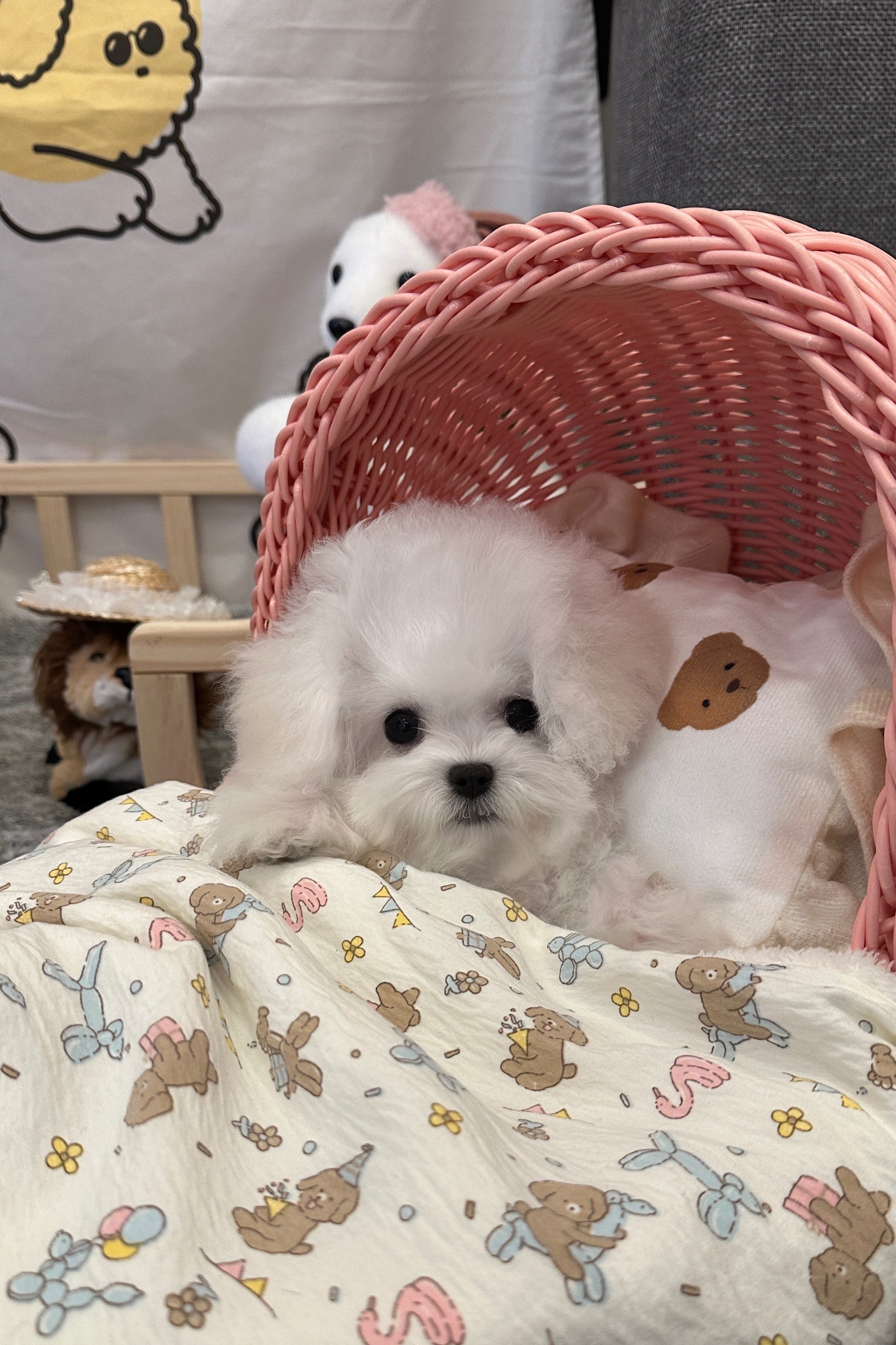 BARD - MALE (MINI BICHON FRISE)