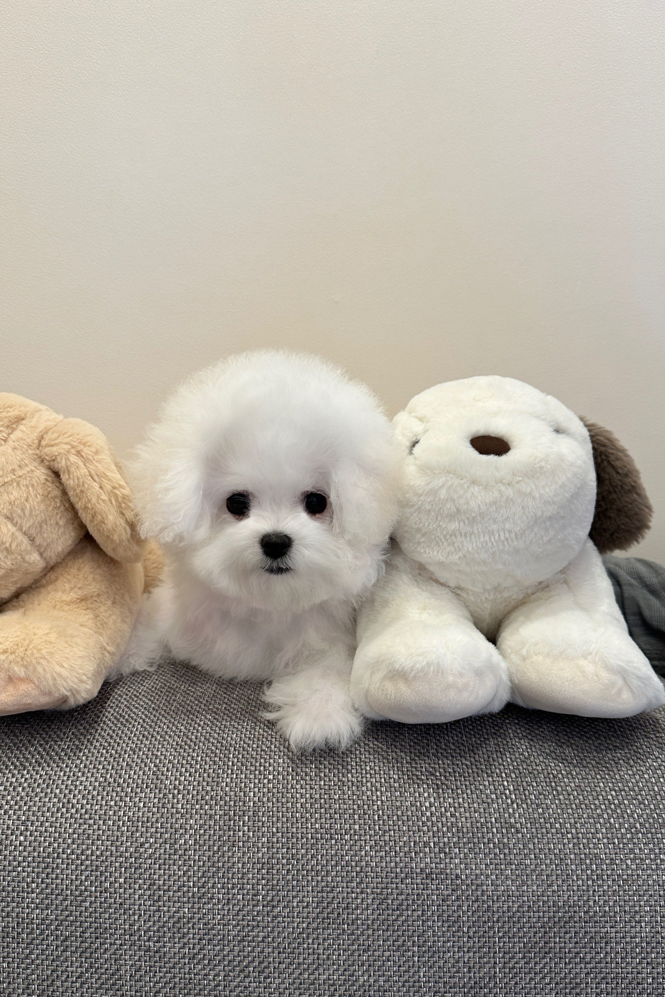 SULBING - MALE (MINI BICHON FRISE)