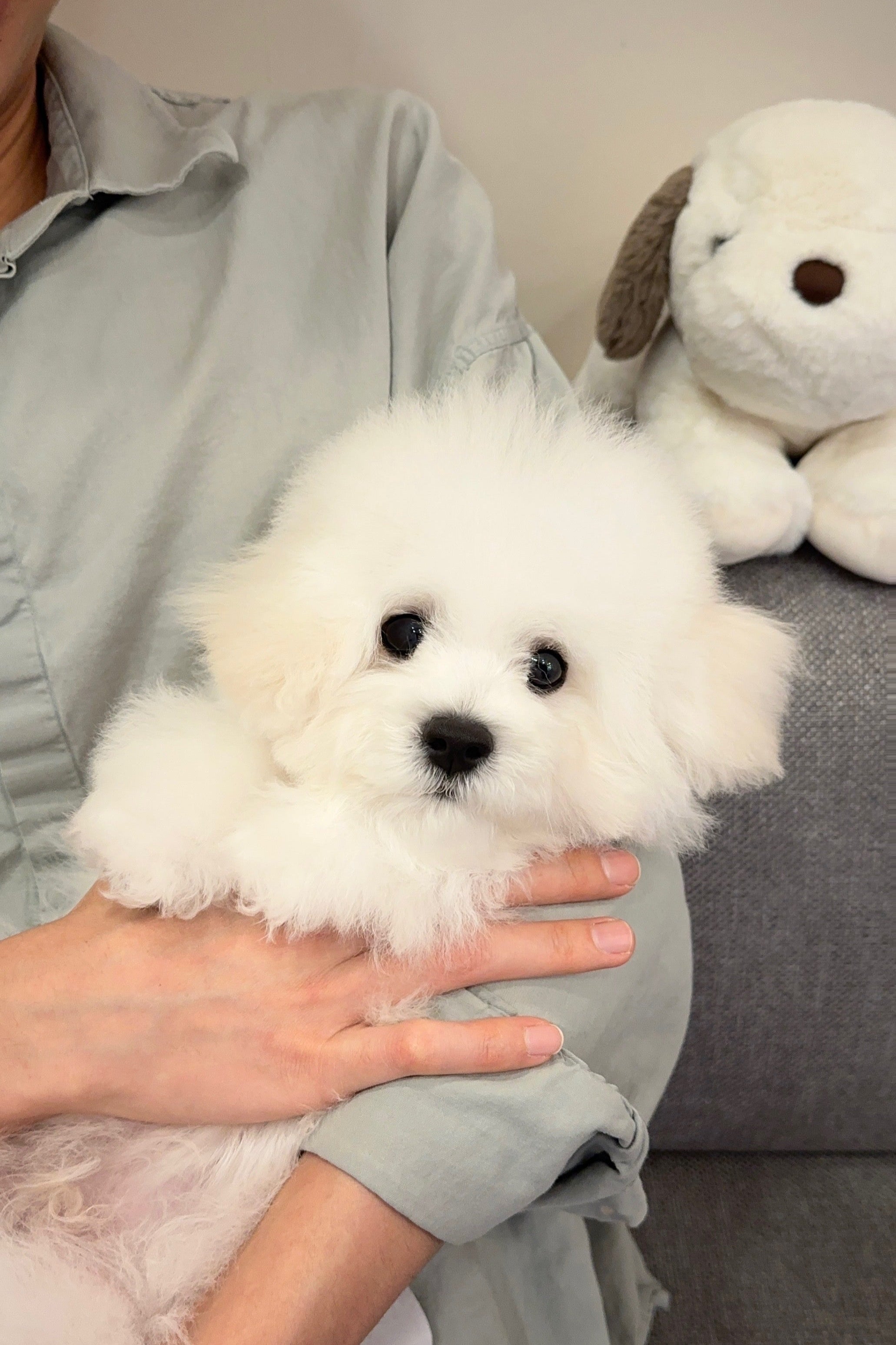 POPCORN - MALE (MINI BICHON FRISE)