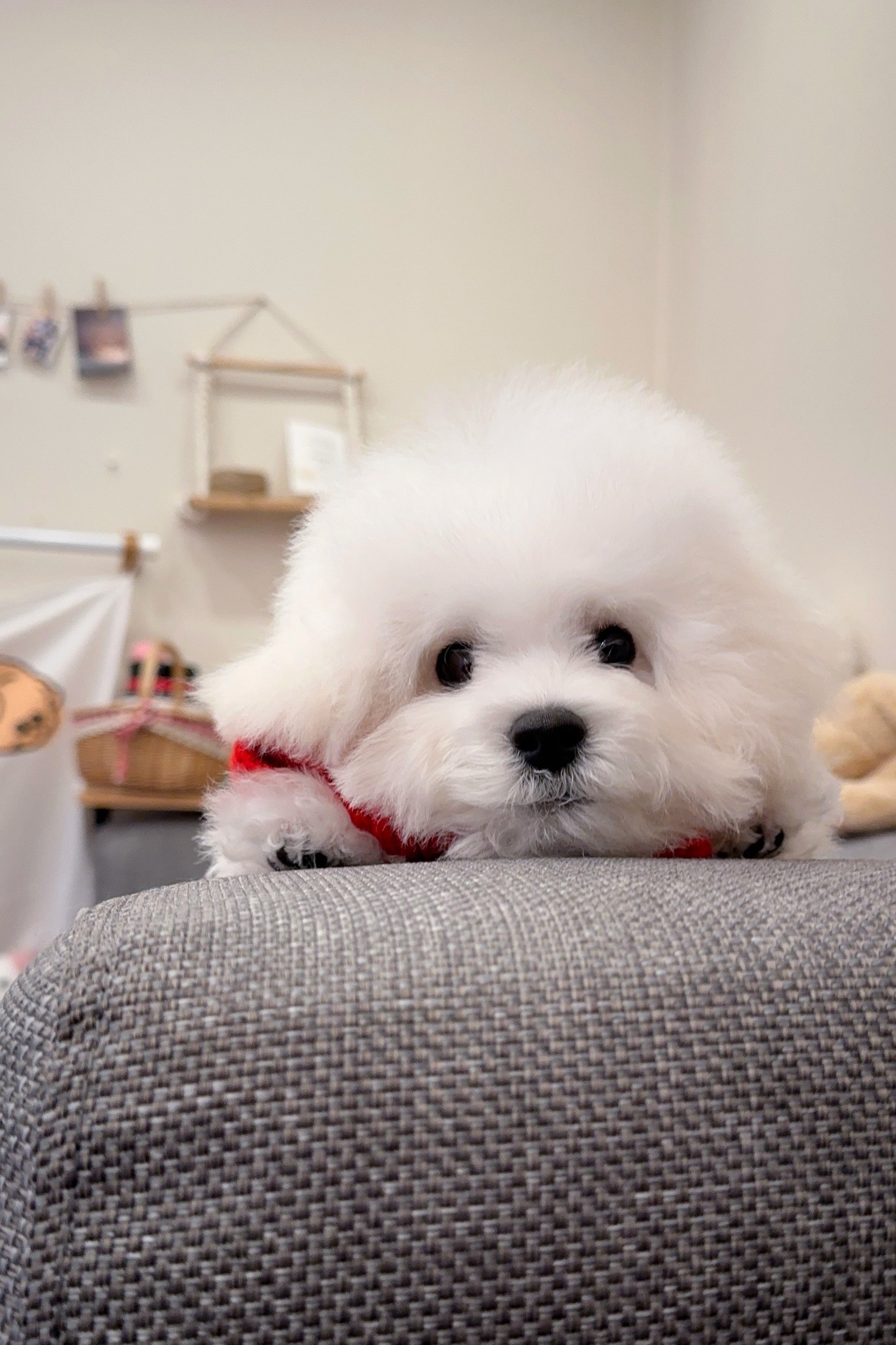 POPCORN - MALE (MINI BICHON FRISE)