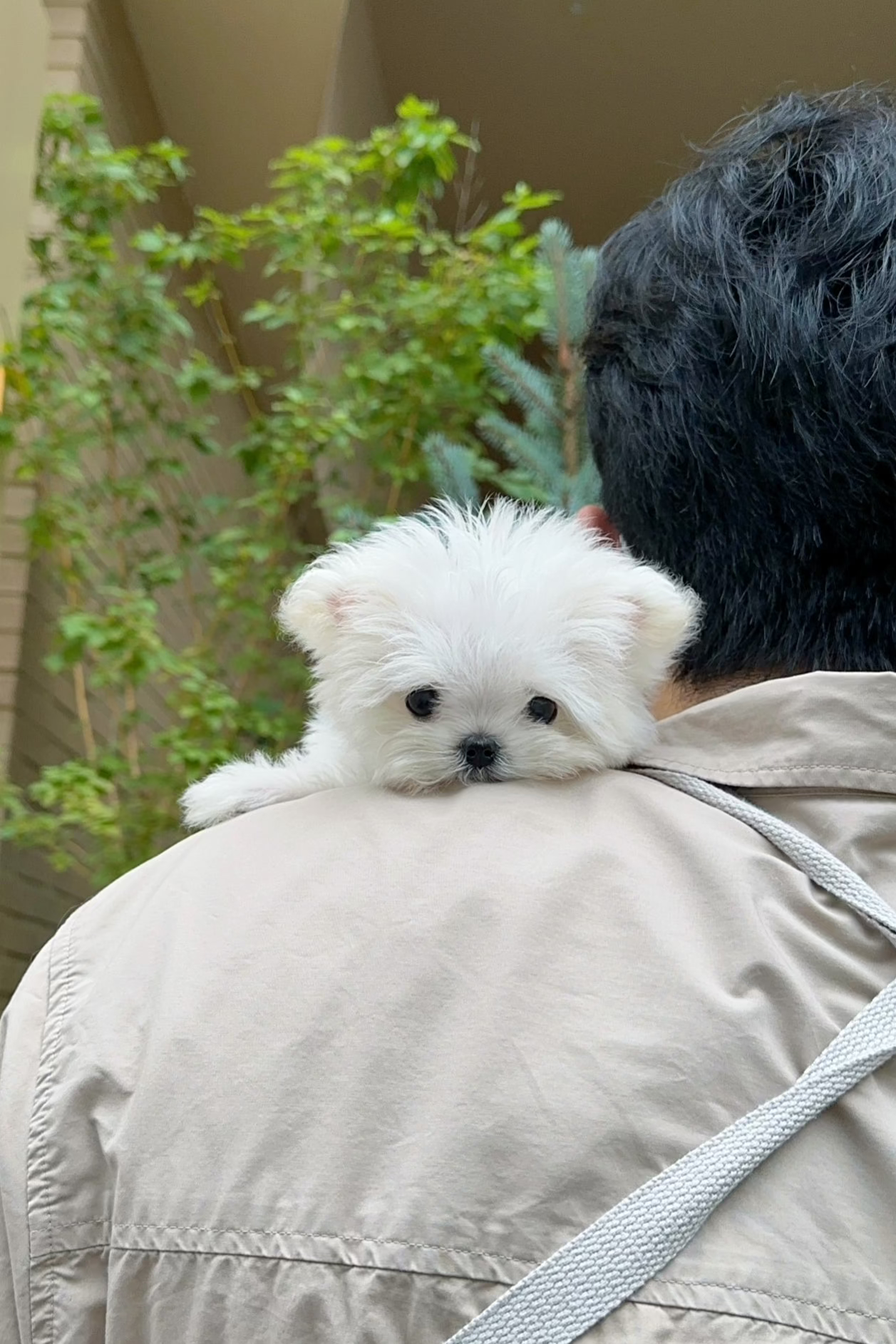 HANI - FEMALE (MALTESE)