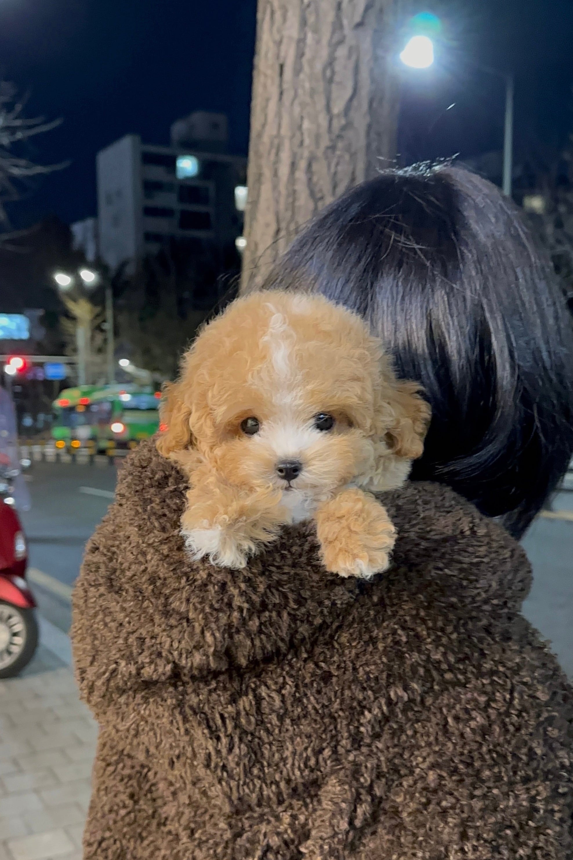 DDUDDU - MALE (MALTIPOO)