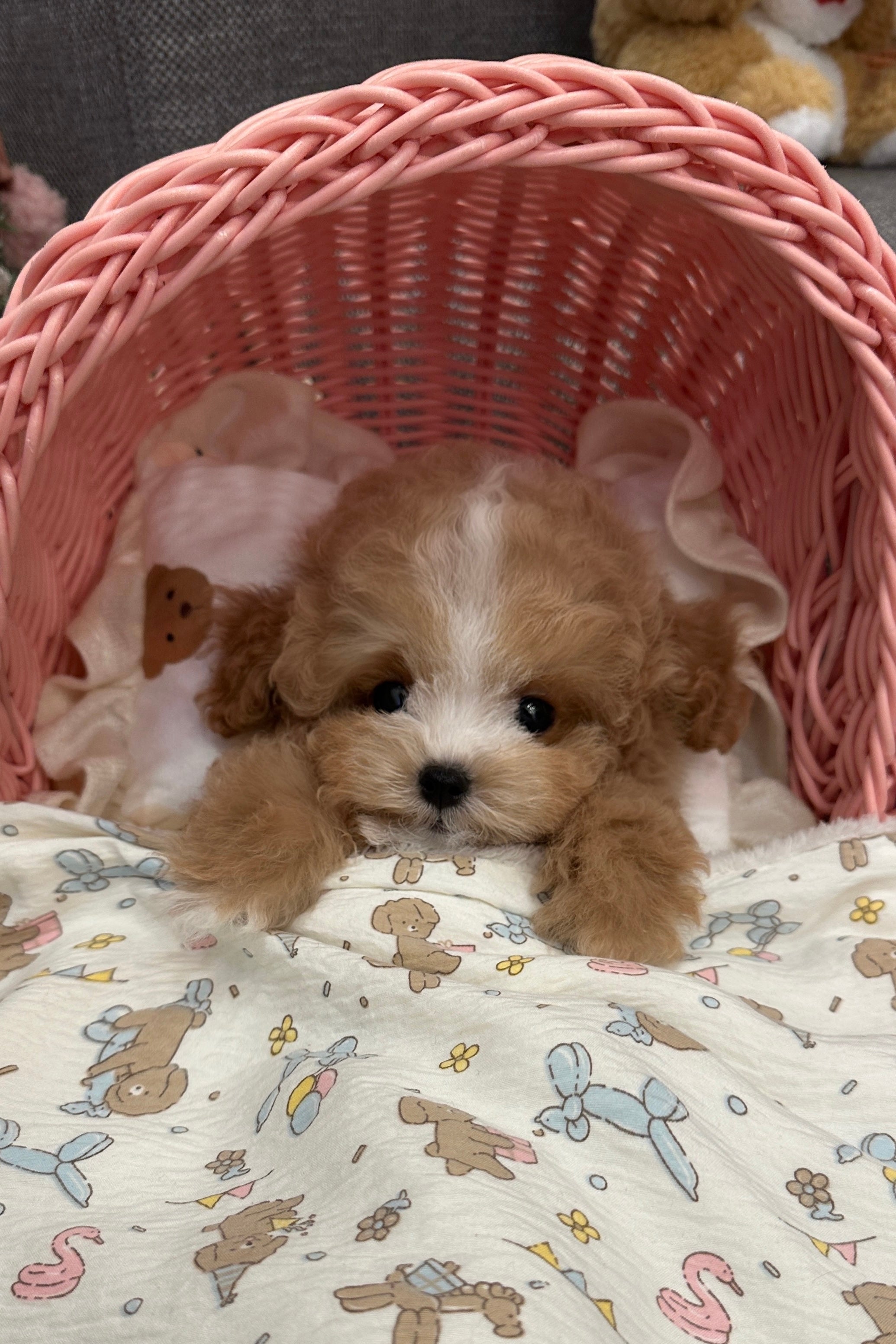 DDUDDU - MALE (MALTIPOO)