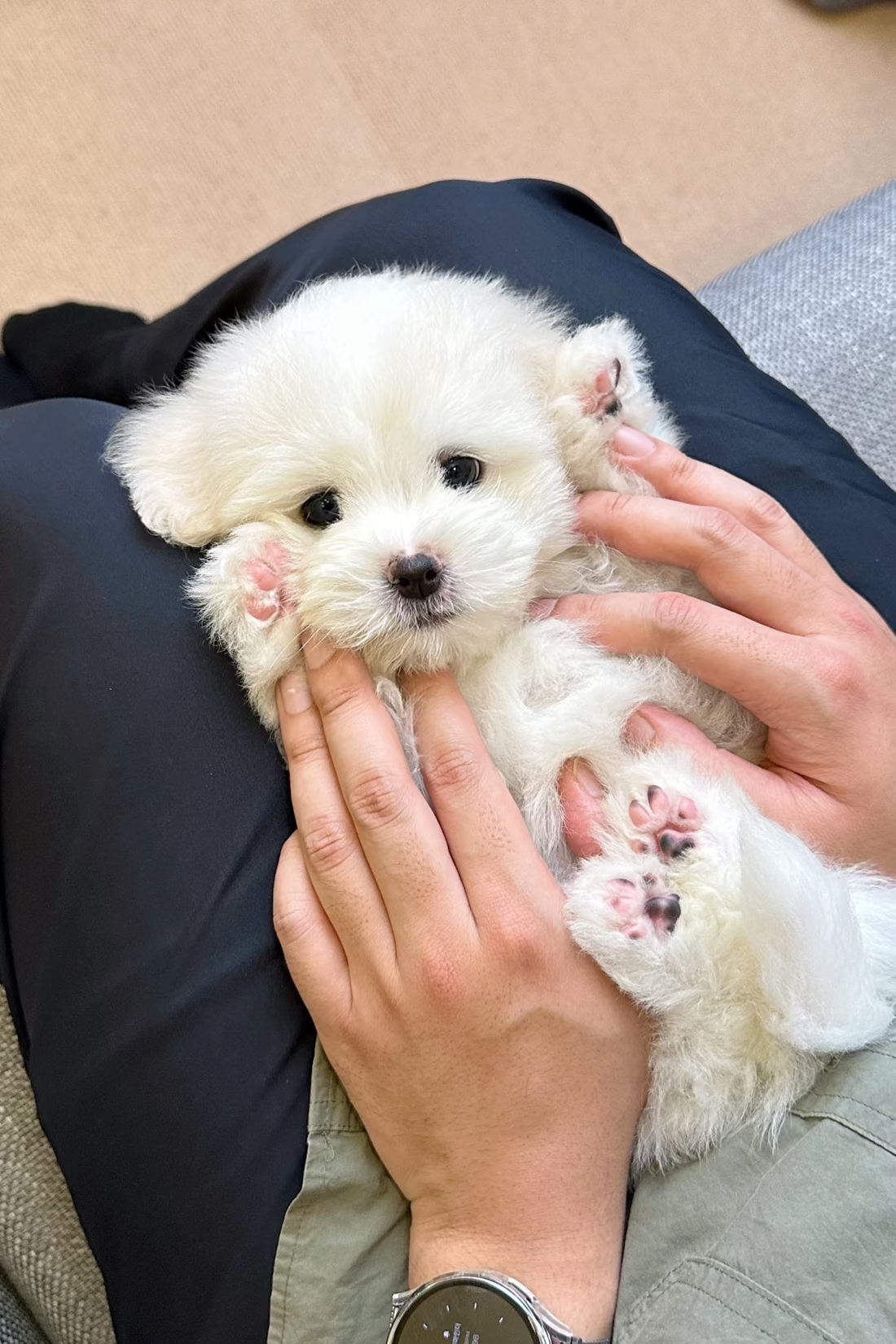 THOR - MALE (COTON DE TULEAR)