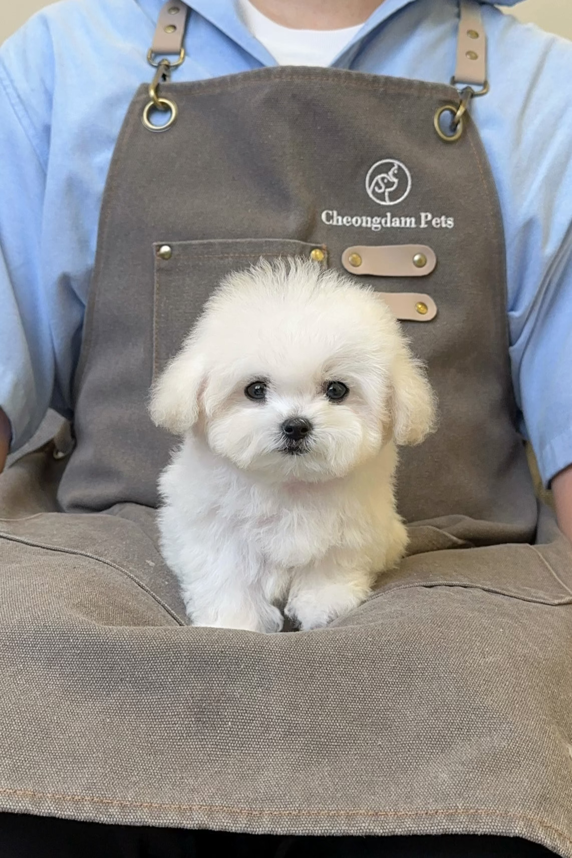 MINJI - FEMALE (BICHON FRISE)