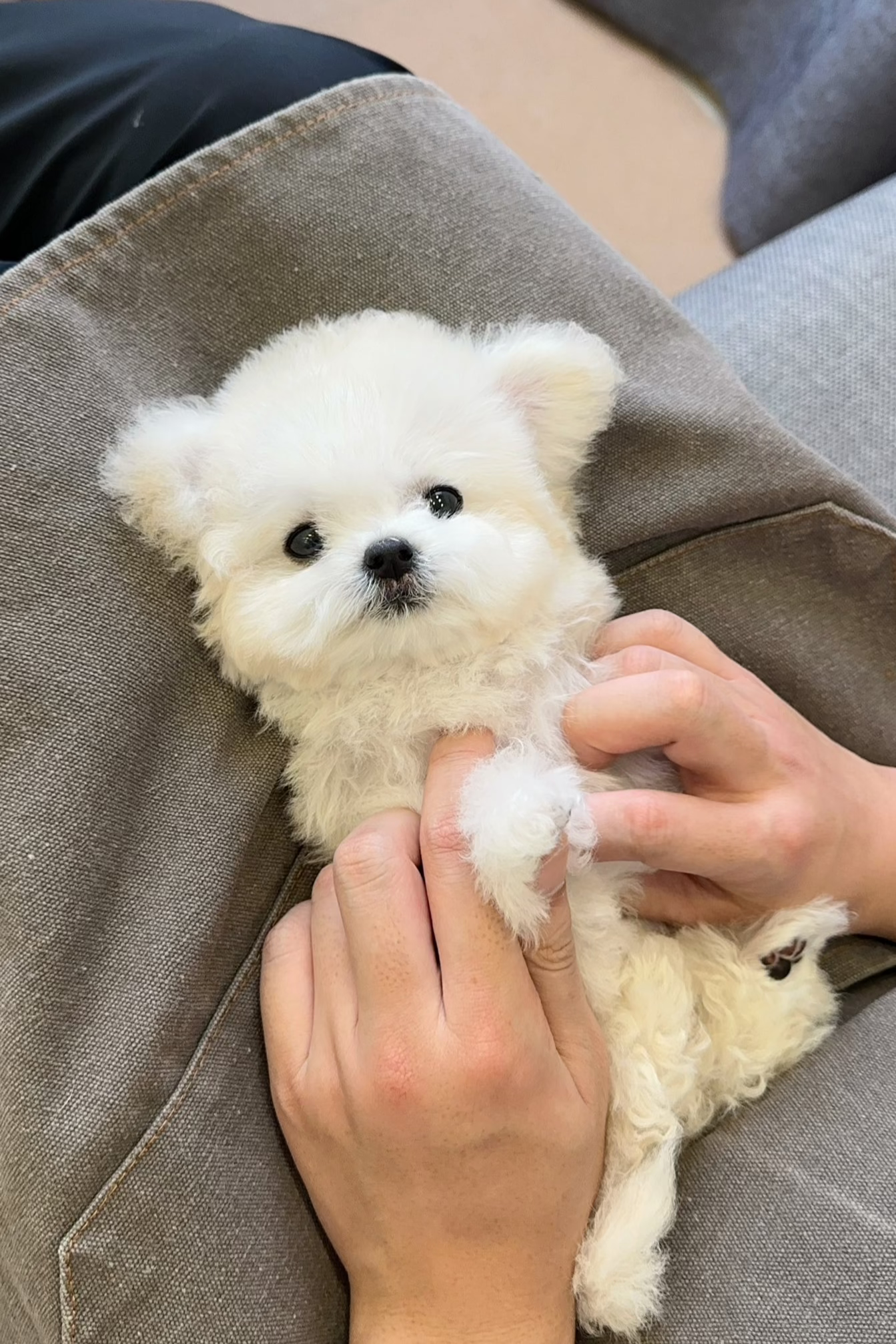 MINJI - FEMALE (BICHON FRISE)