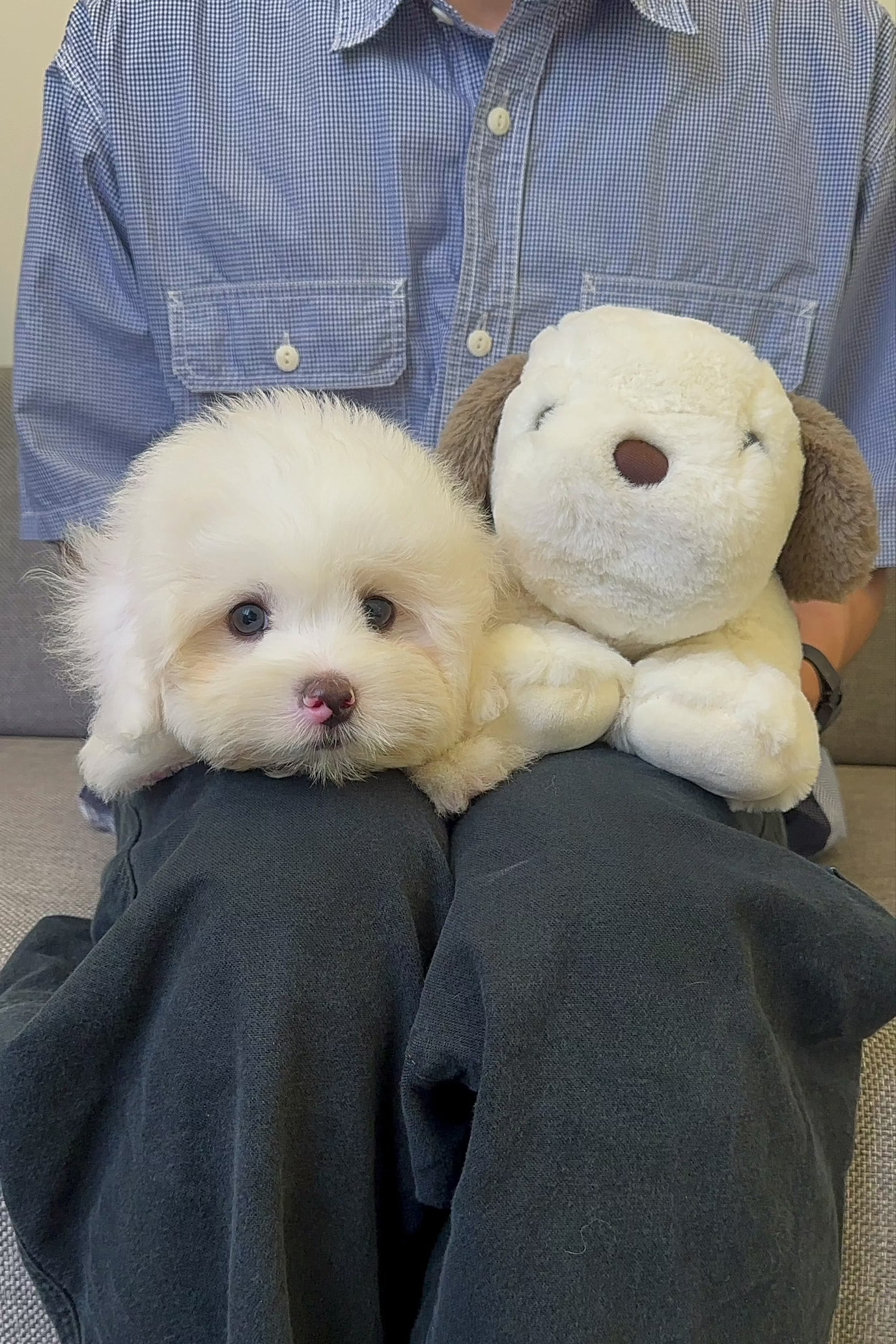 BIEBER - MALE (COTON DE TULEAR)