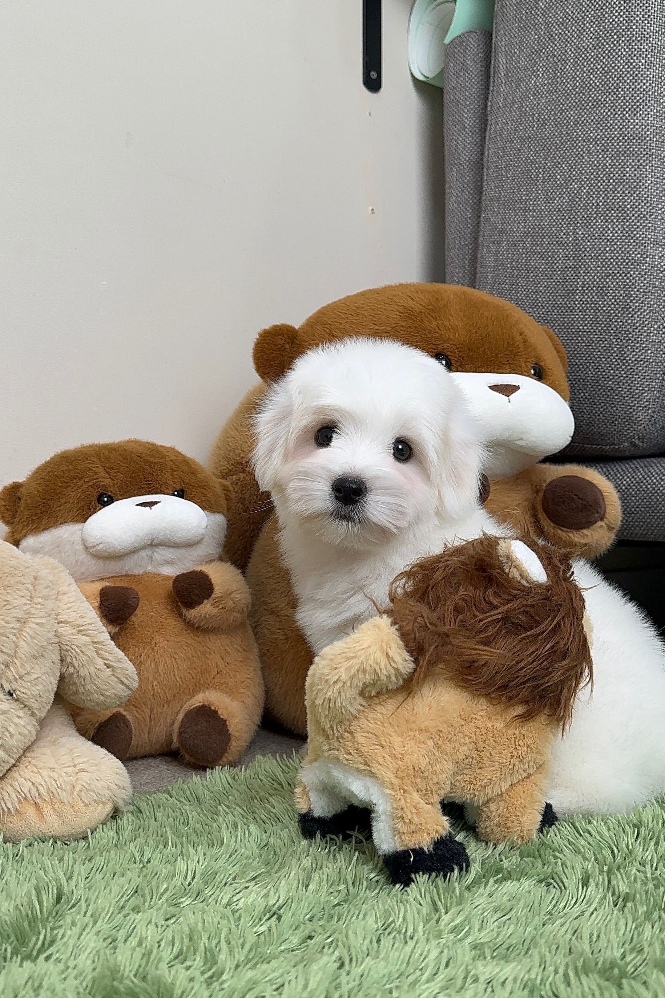 PHILIP - MALE (COTON DE TULEAR)