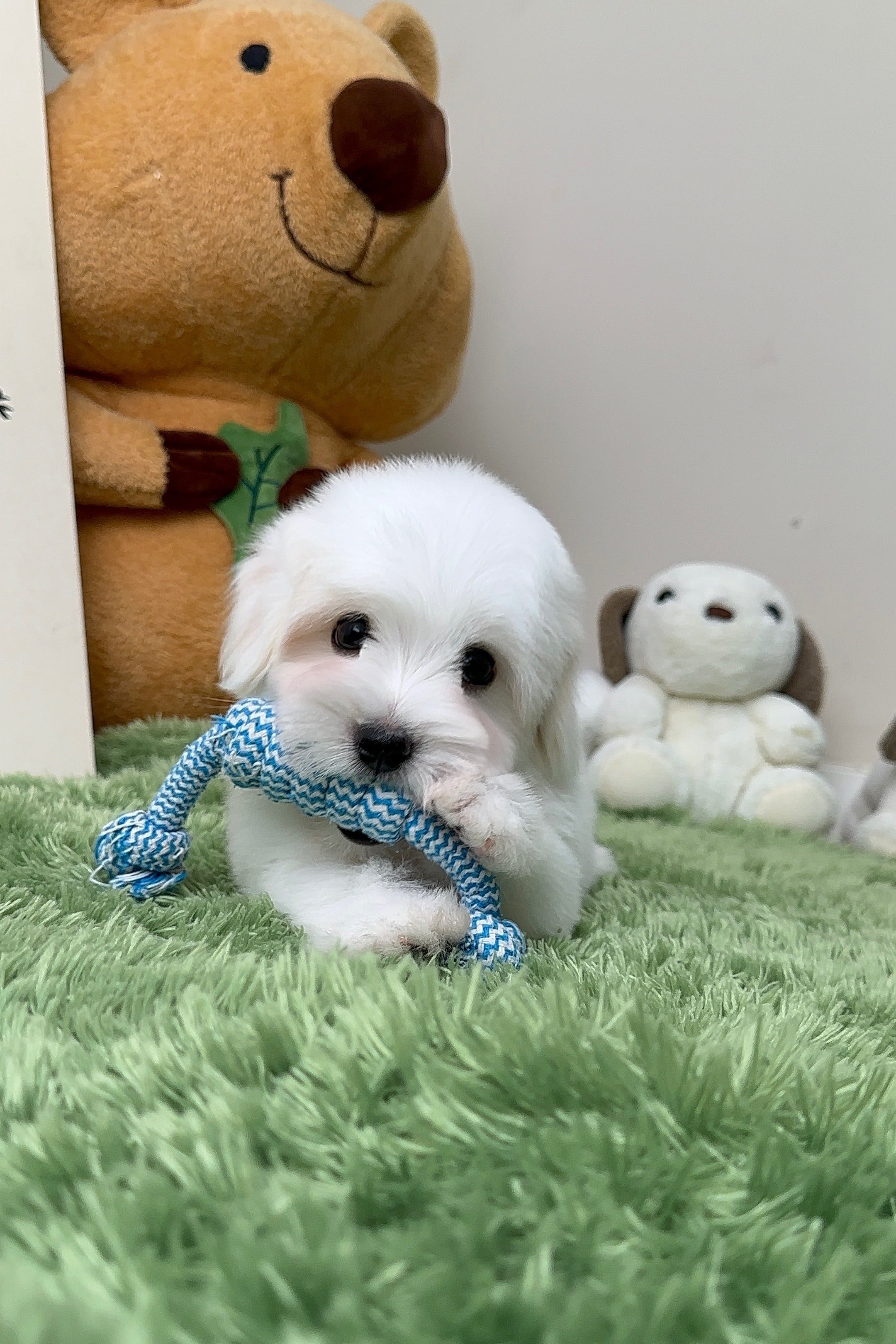 PHILIP - MALE (COTON DE TULEAR)
