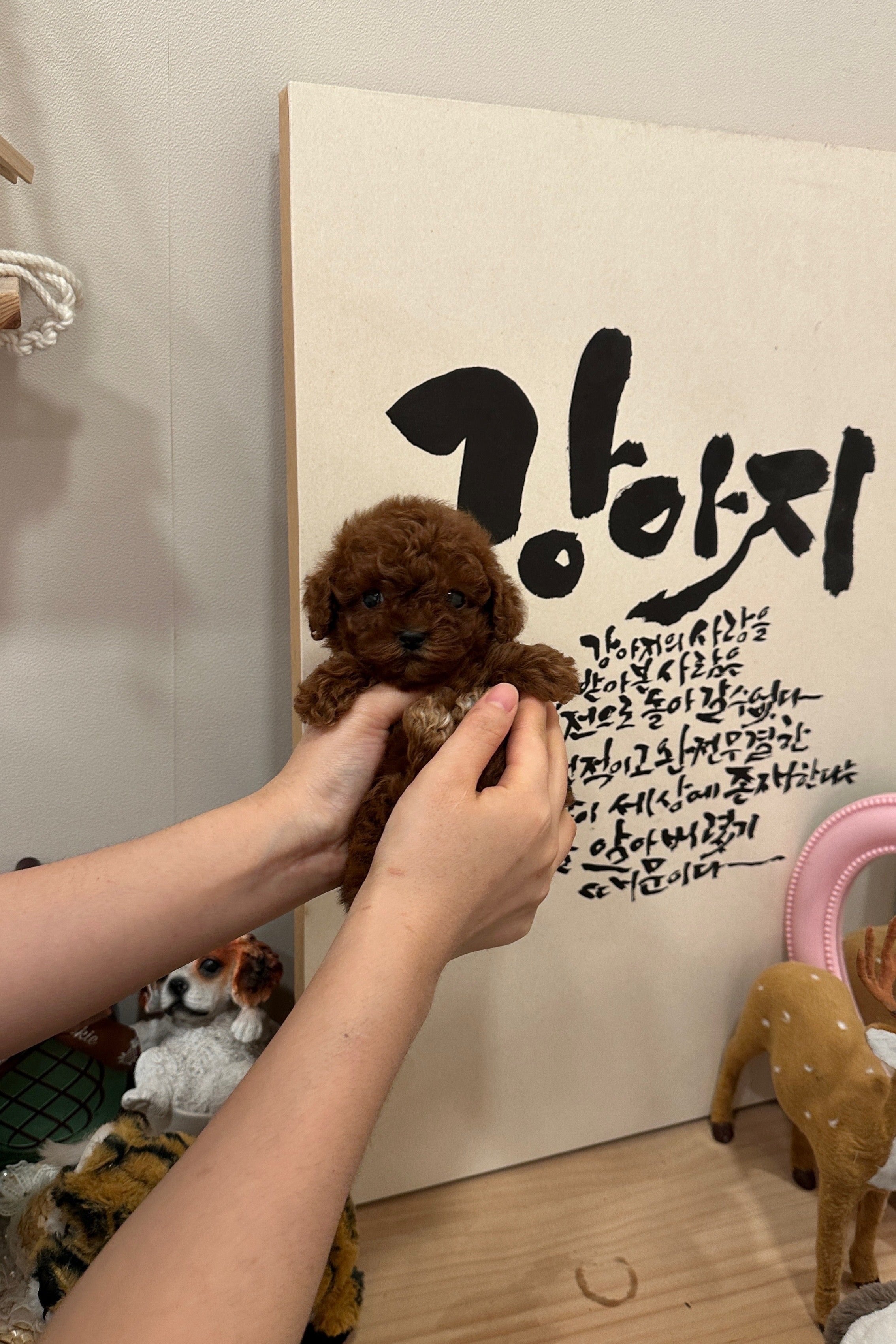 ECHO - MALE (TOY POODLE)