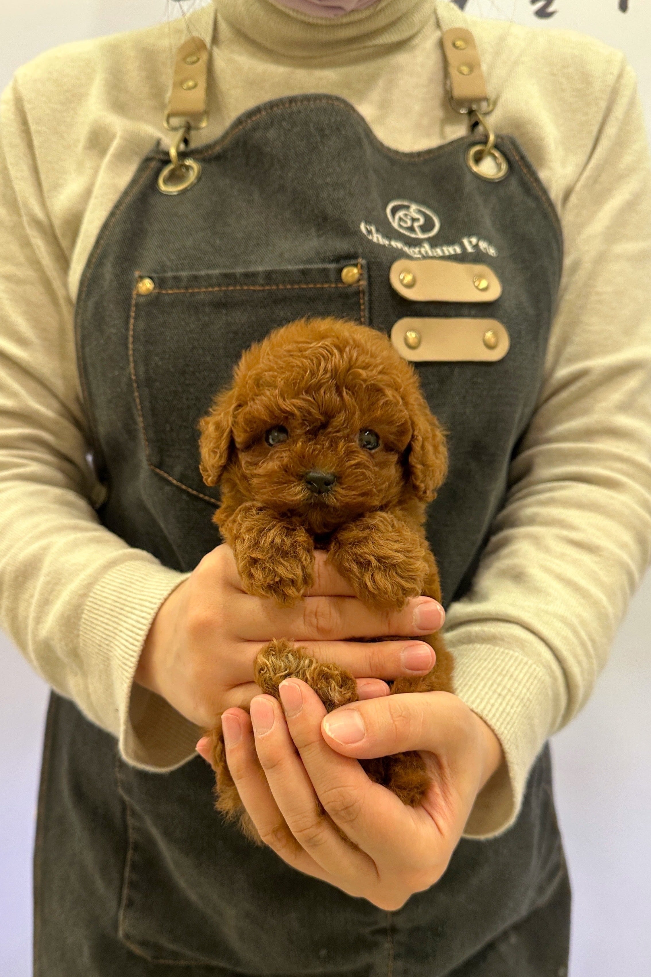 ECHO - MALE (TOY POODLE)