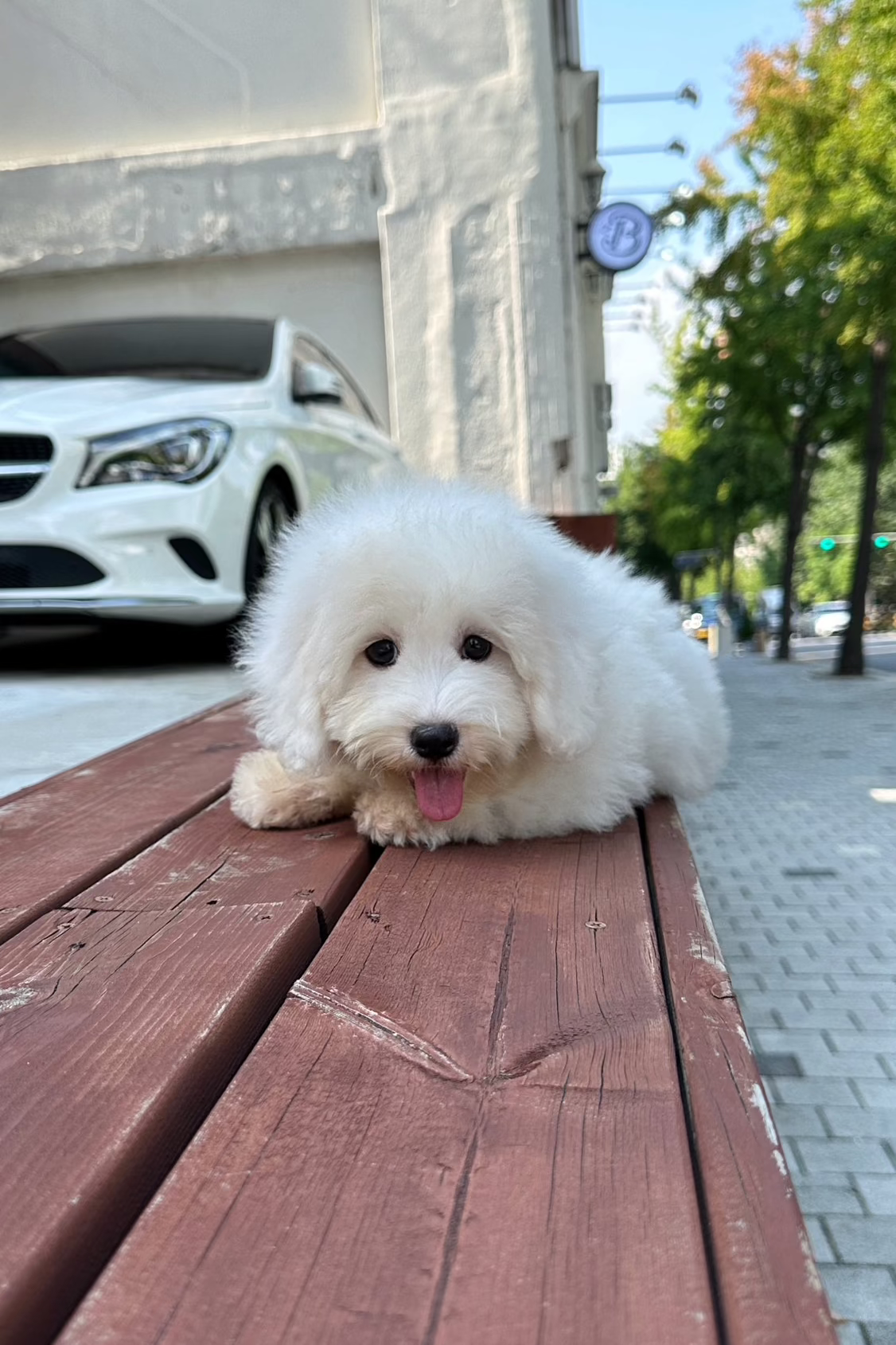 OCEAN - MALE (COTON DE TULEAR)