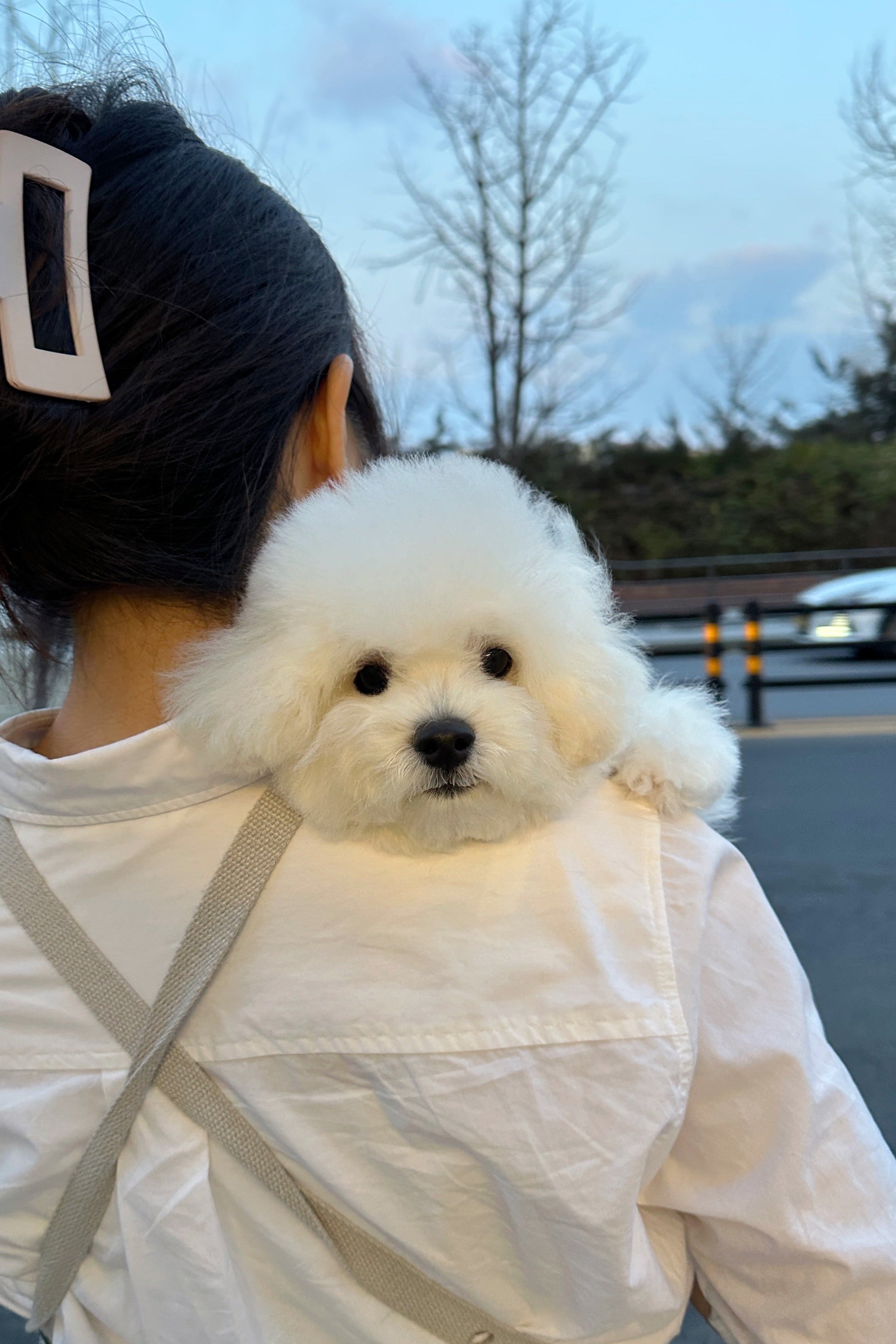 POPCORN - MALE (MINI BICHON FRISE)