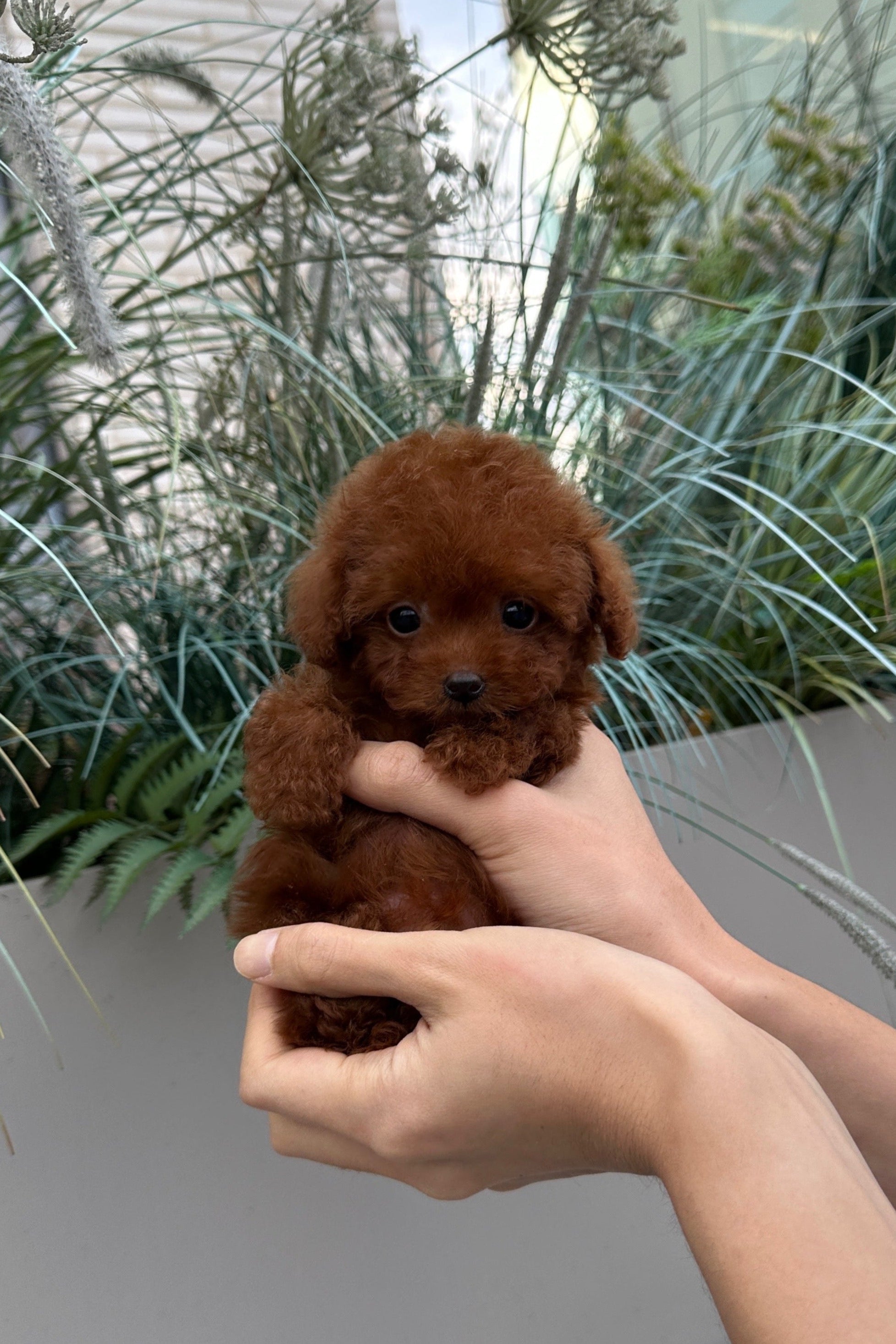 CHERRY - MALE (TINY POODLE)