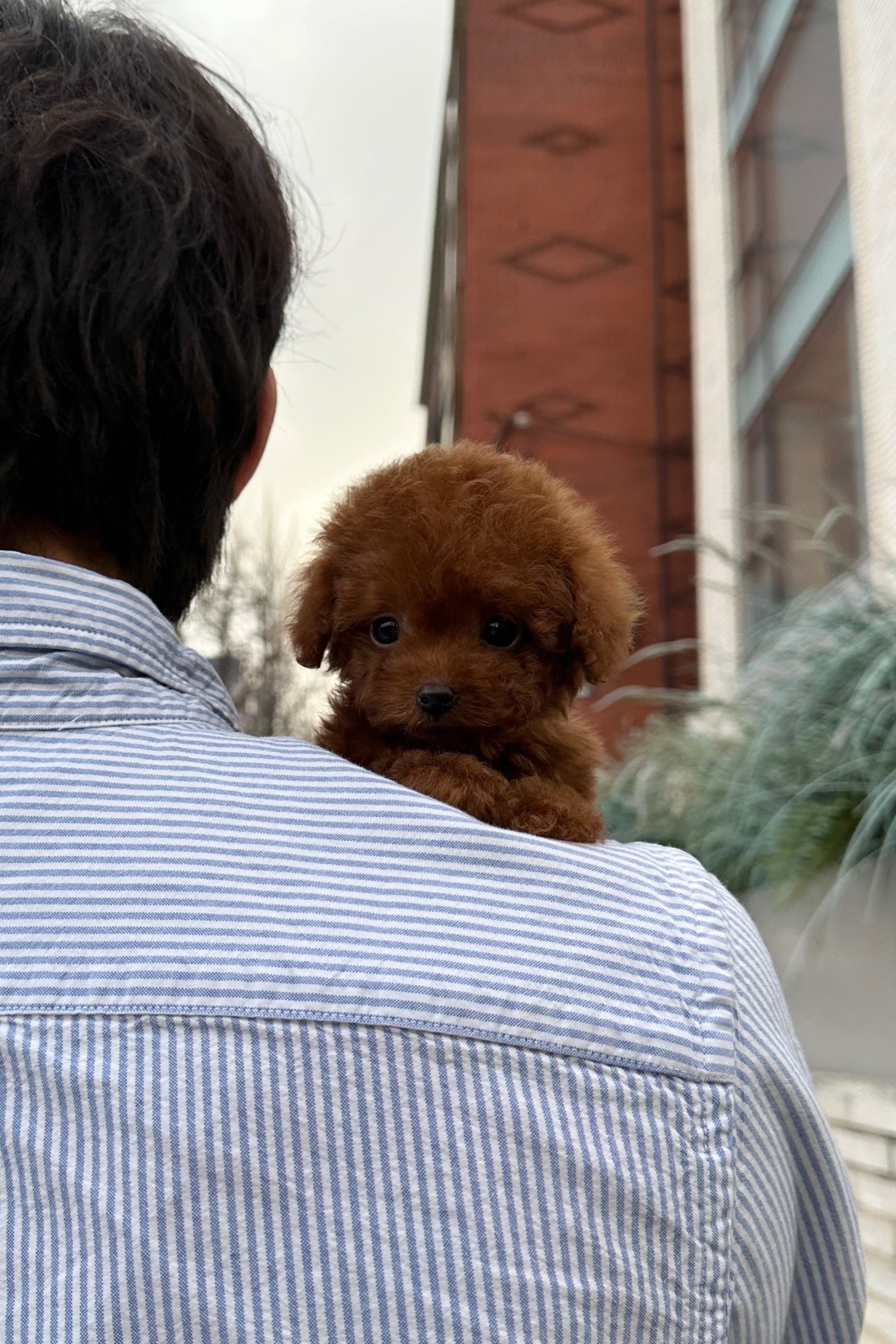 CHERRY - MALE (TINY POODLE)