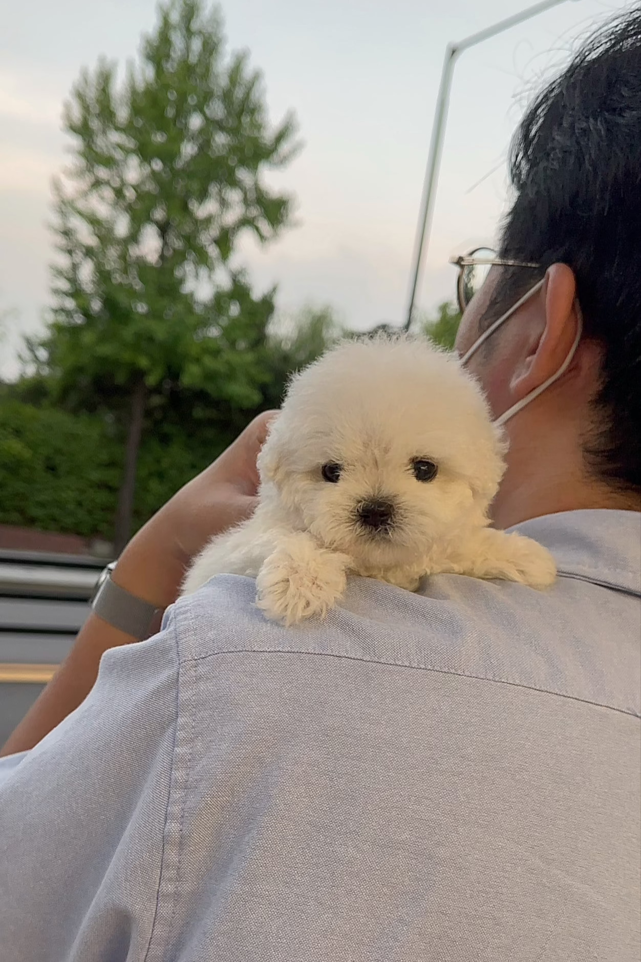 CLOUD - FEMALE (BICHON FRISE)